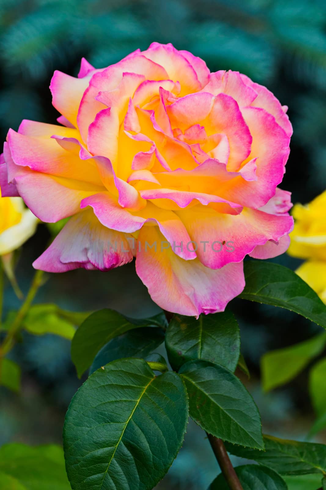 Luxurious lush pink-yellow rose with green leaves on a brown stalk with spines