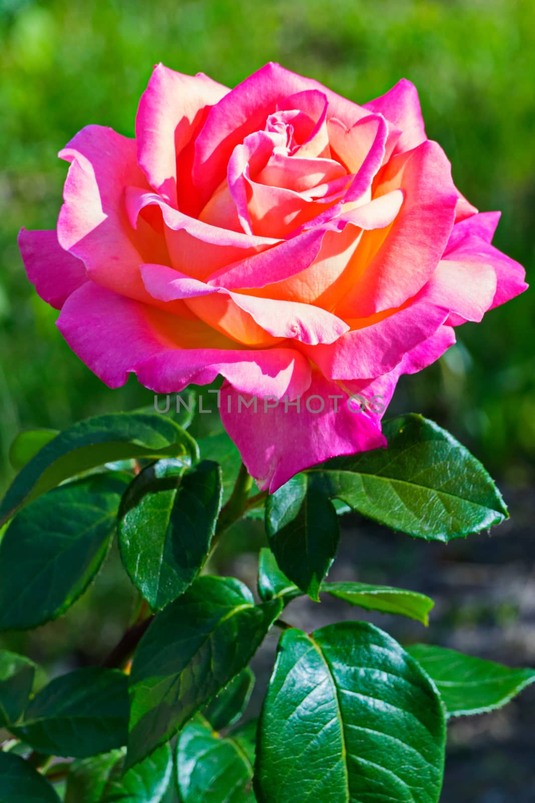 a bright lush rose with lush green leaves and tender petals