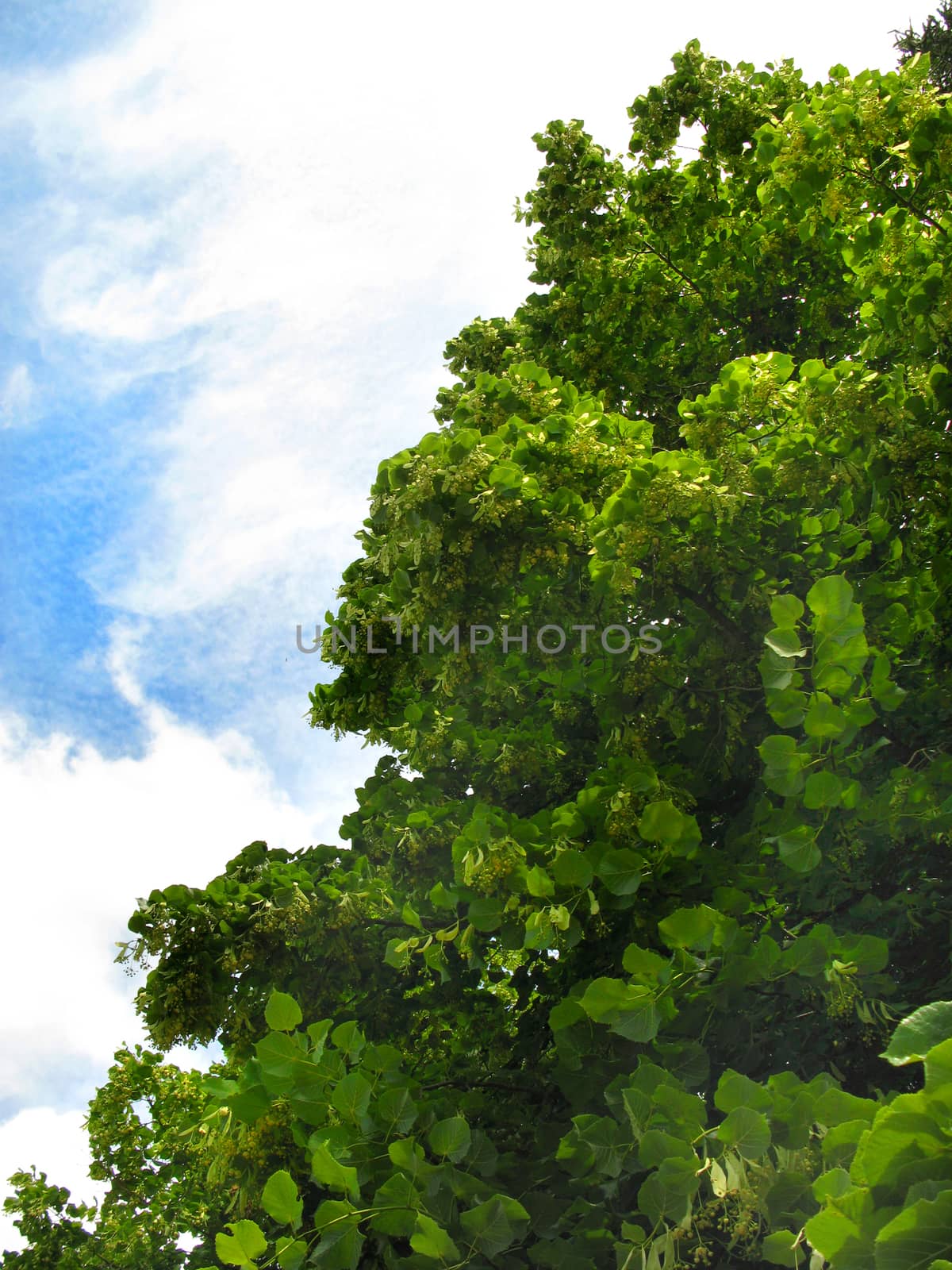 bright green crown of a deciduous tree against a blue sky and a white fluffy cloud