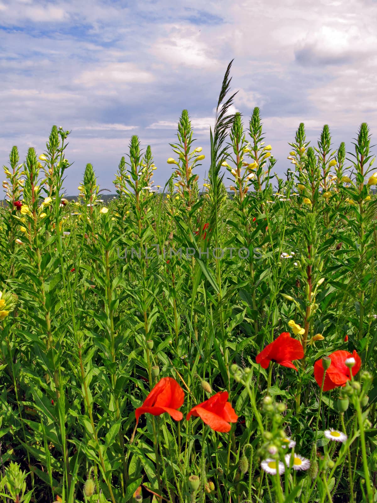 Dense low clouds in the sky on a hot summer day floating above the meadow with flowers of various colors.