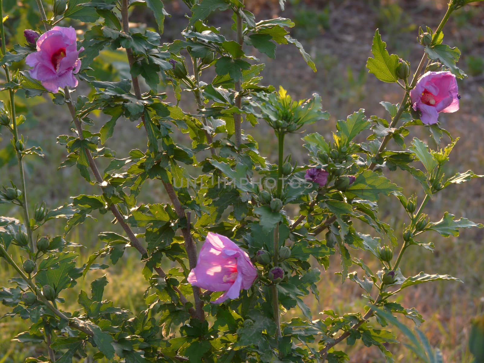 the beginning of the flowering of pink hibiscus on the high branches with leaves in the park
