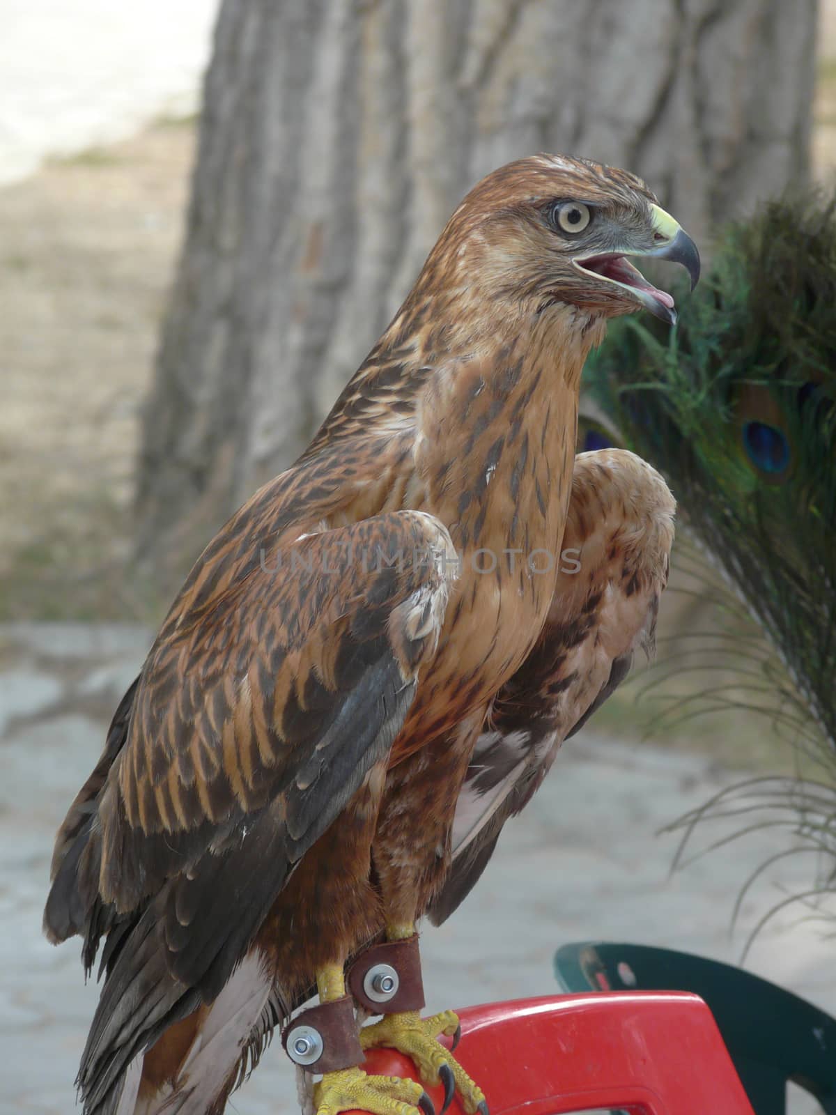 Beautiful, proud, brown-gray eagle with a yellow-black beak and golden eyes