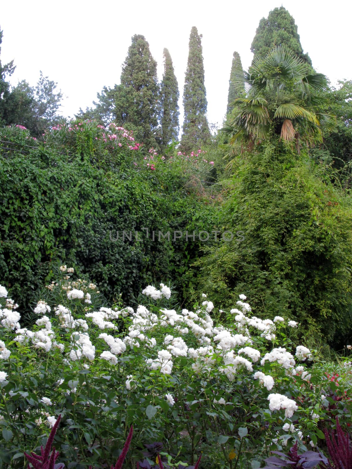 A row of white roses bushes with pink amaranth tails in a green park