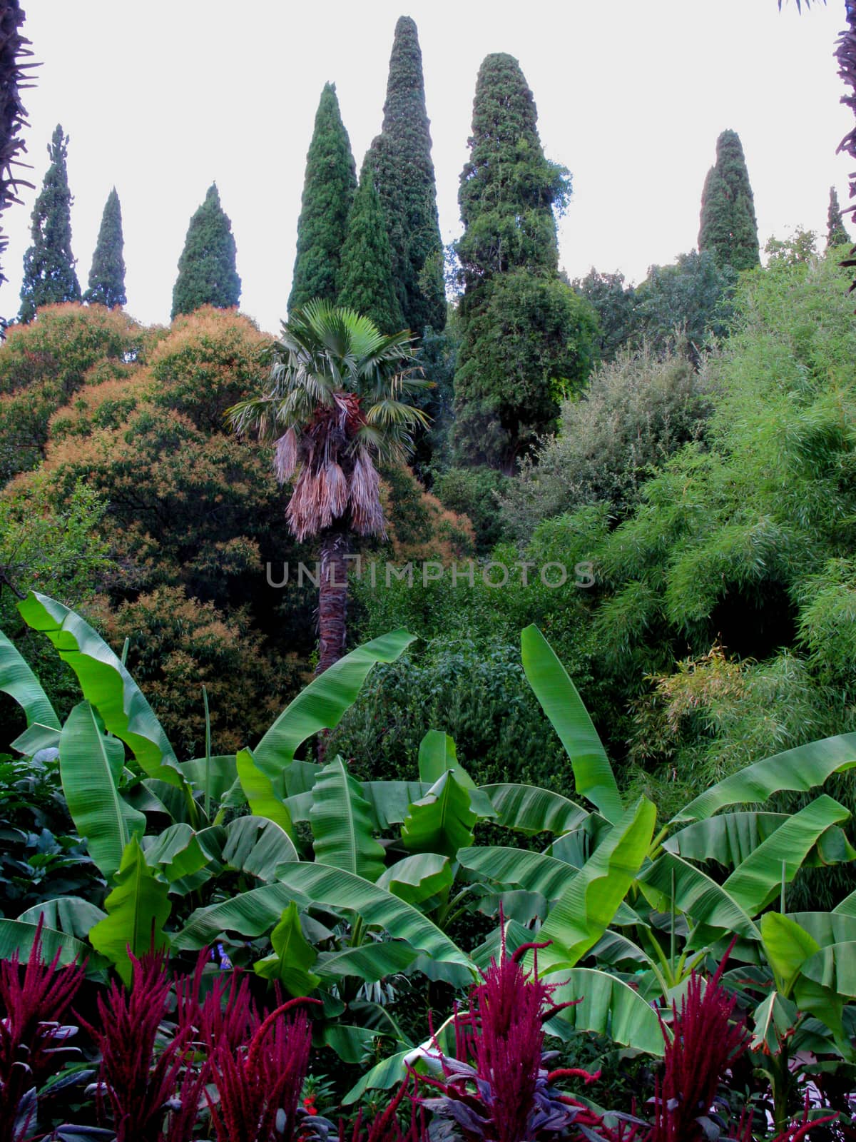 Beautiful decorative shrubs against the background of exotic palm trees and tall green cypresses