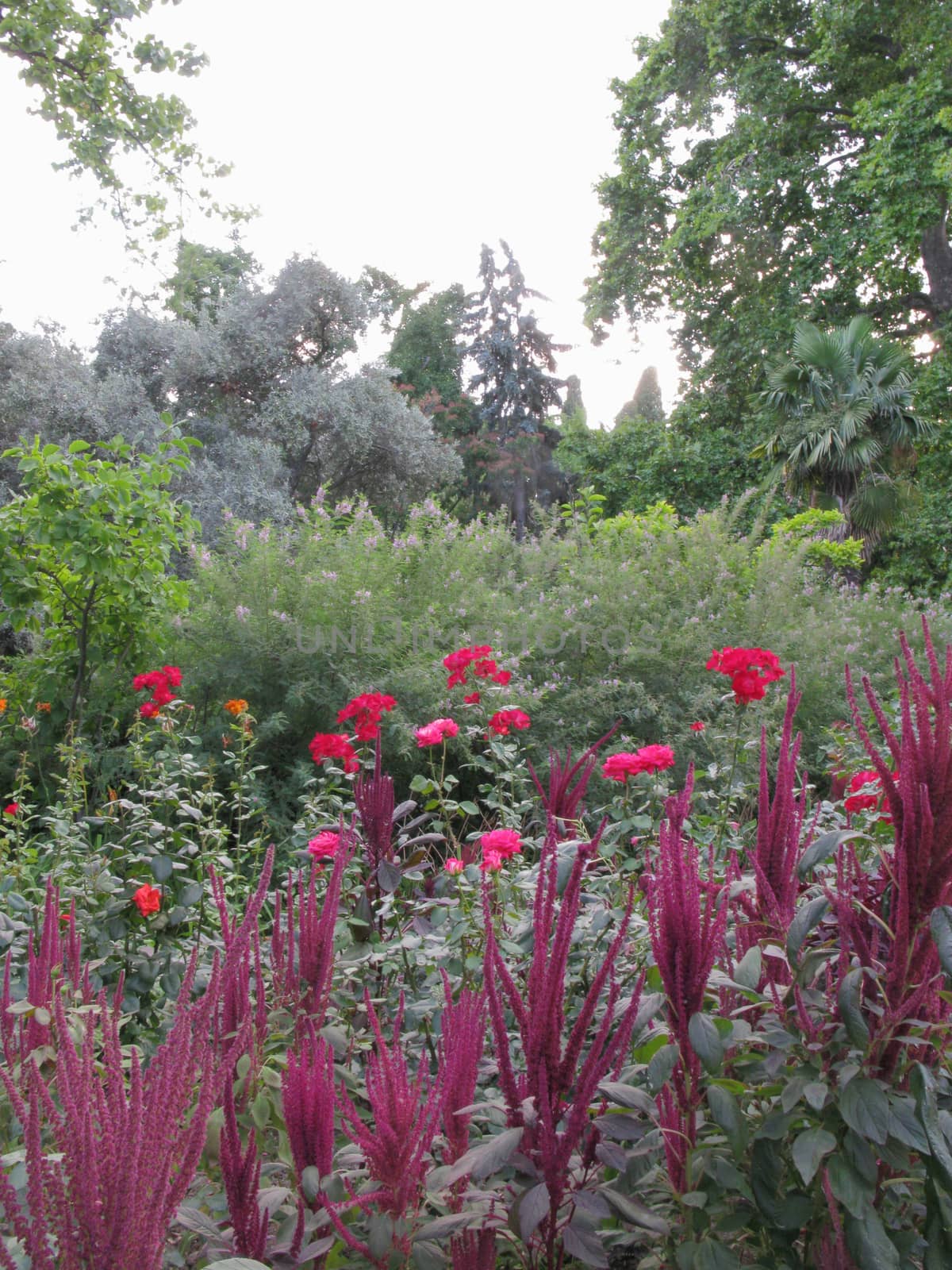 Ornazhereya with red and pink rose bushes on the background of ornamental shrubs