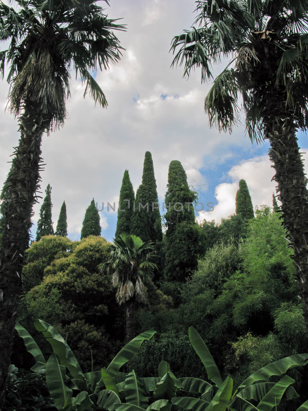 clean green thickets with strong and tall palms