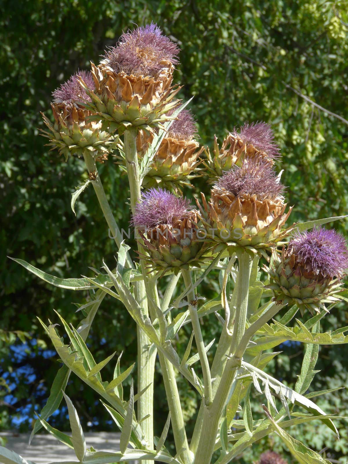 A bush bush with purple flowers and a prickly green stem with leaves