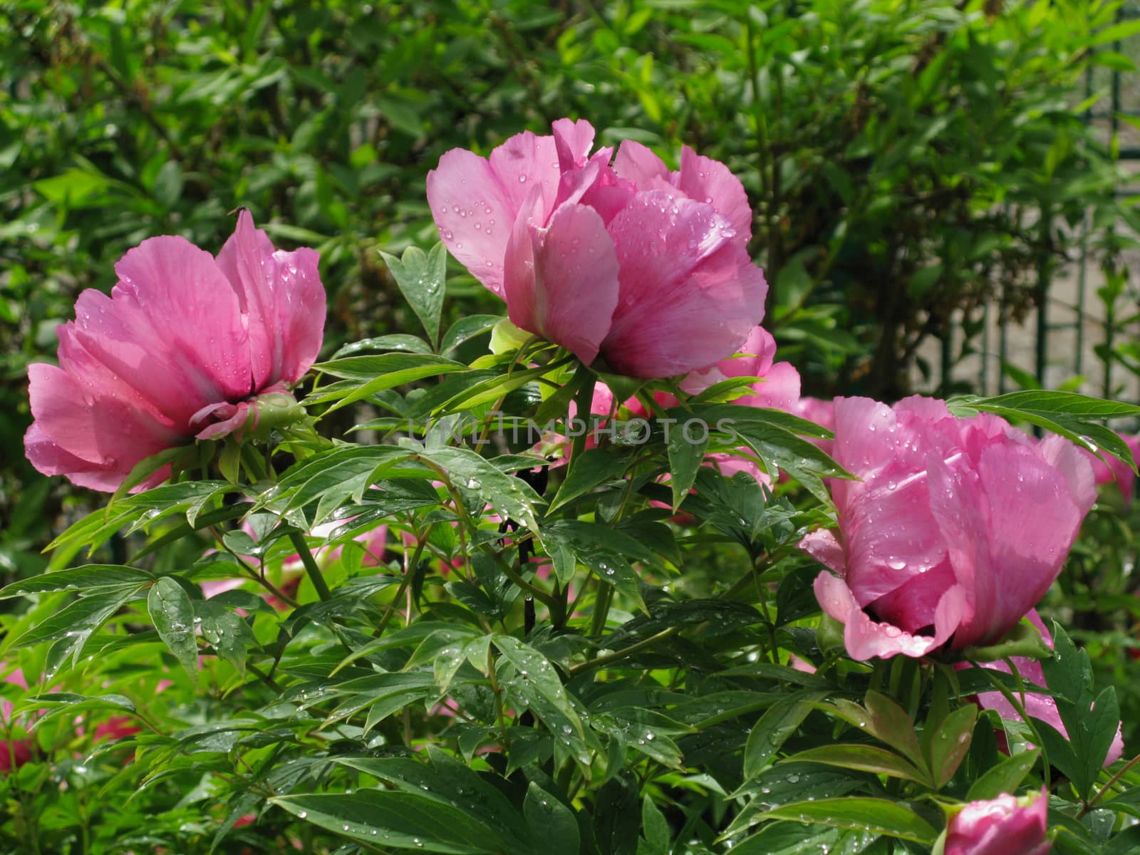 A beautiful flower with lush pink petals and green leaves in raindrops