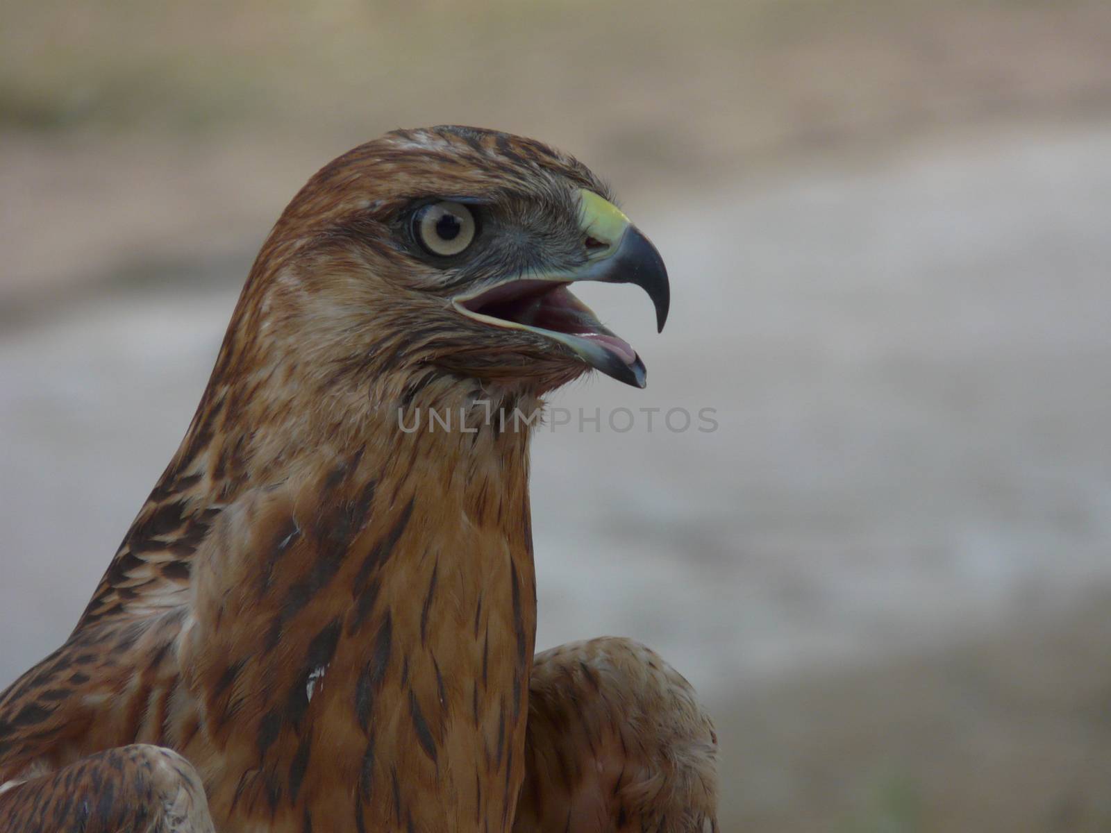 Young hawk of bronze color with an open beak