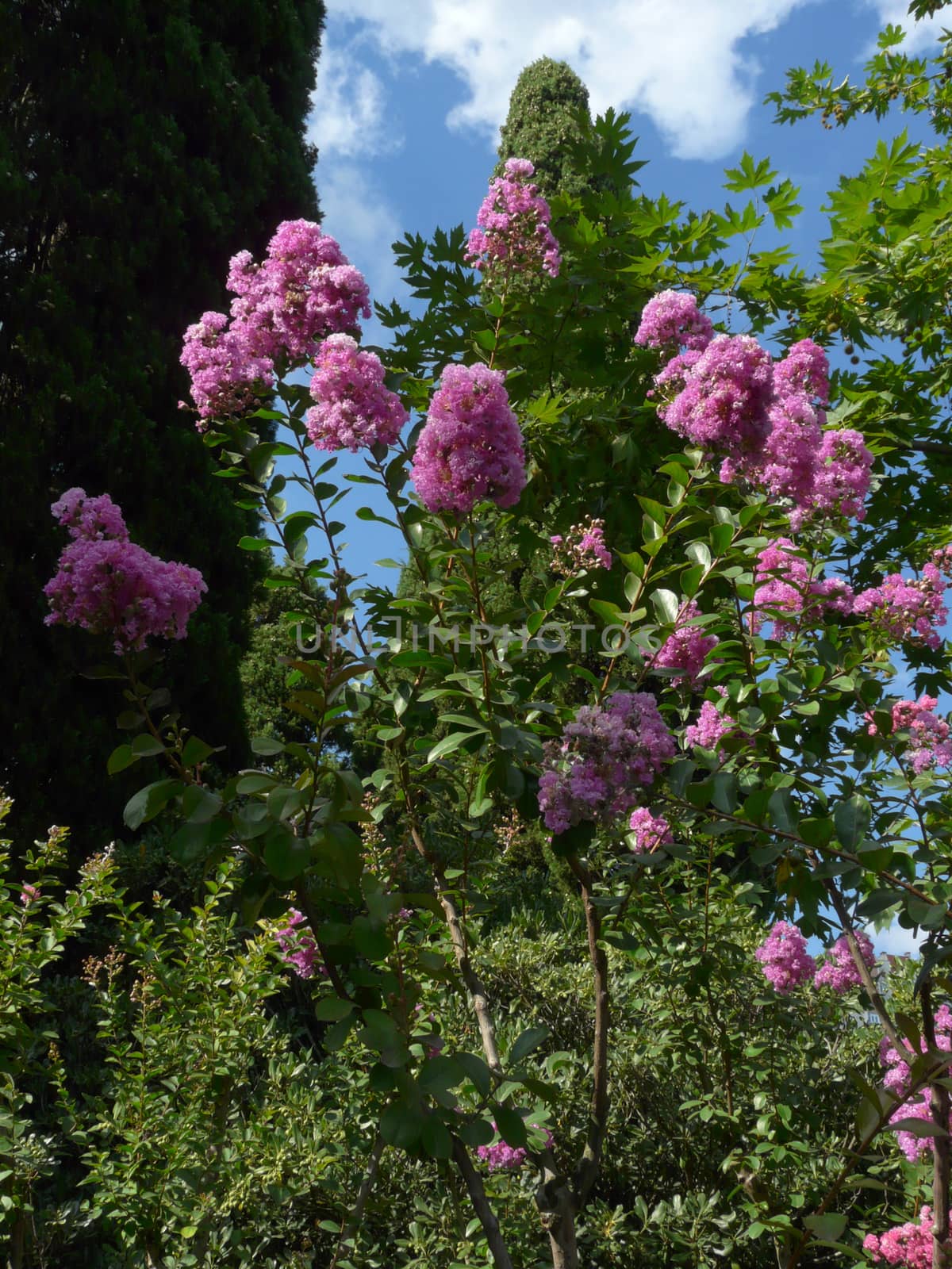 gently pink lilac branches against a beautiful cloudy sky