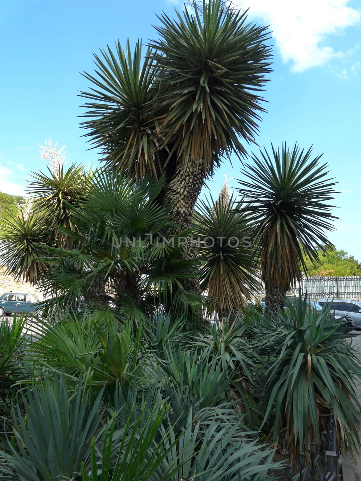 Low palm trees with thick narrow long leaves growing in the city line against the blue sky.