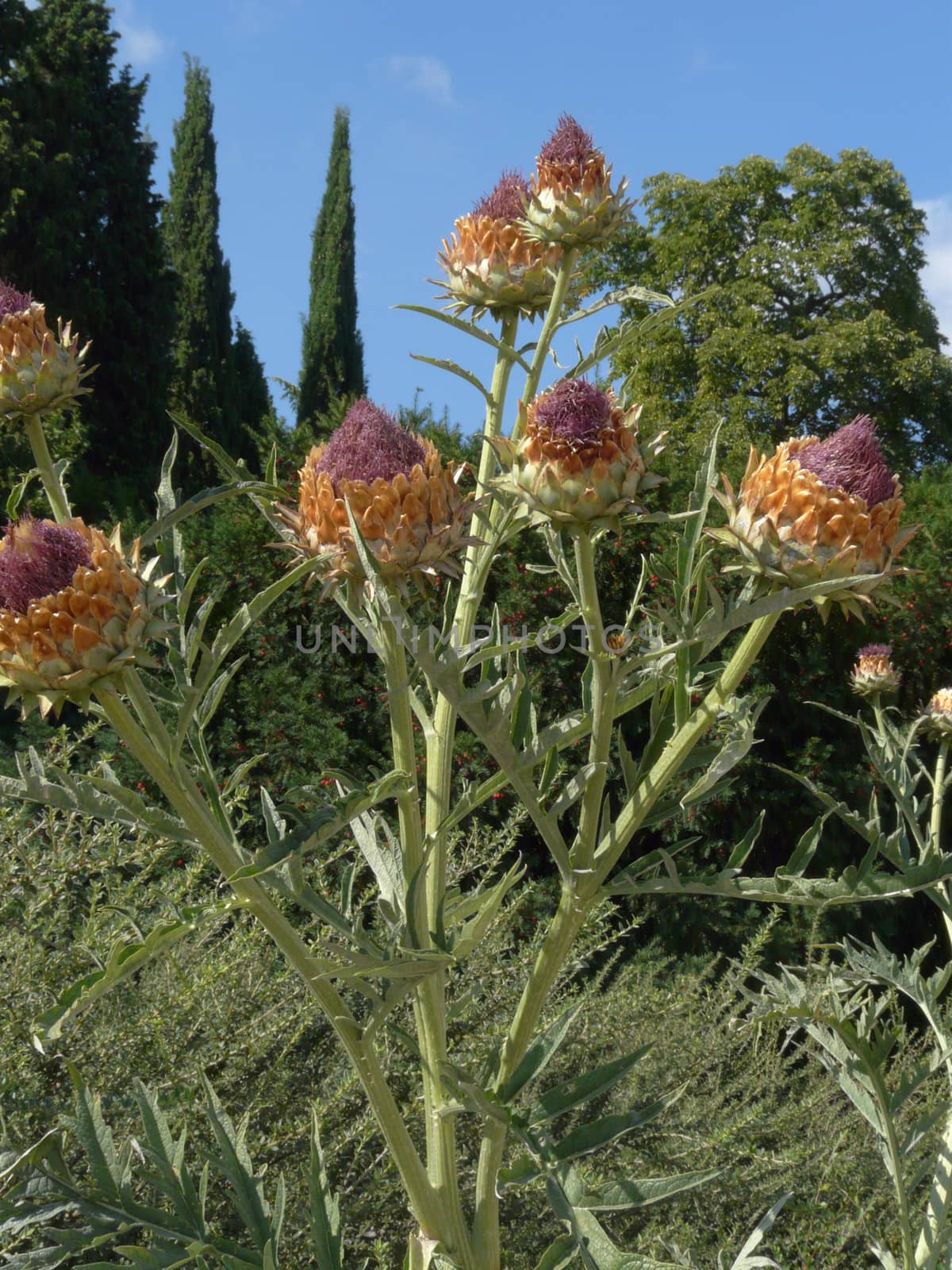 Flowers thistles with sitting like a cup in a pink fluff against the backdrop of tall green trees and shiengo sky.