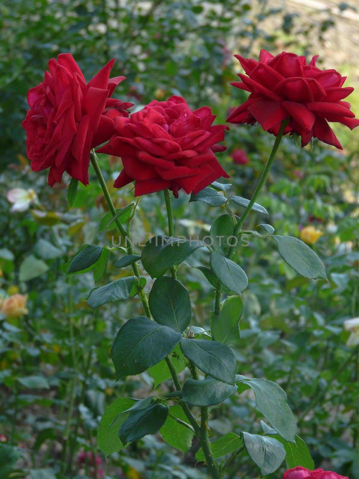 A bush with three beautiful lush red roses on high legs with thorns and leaves