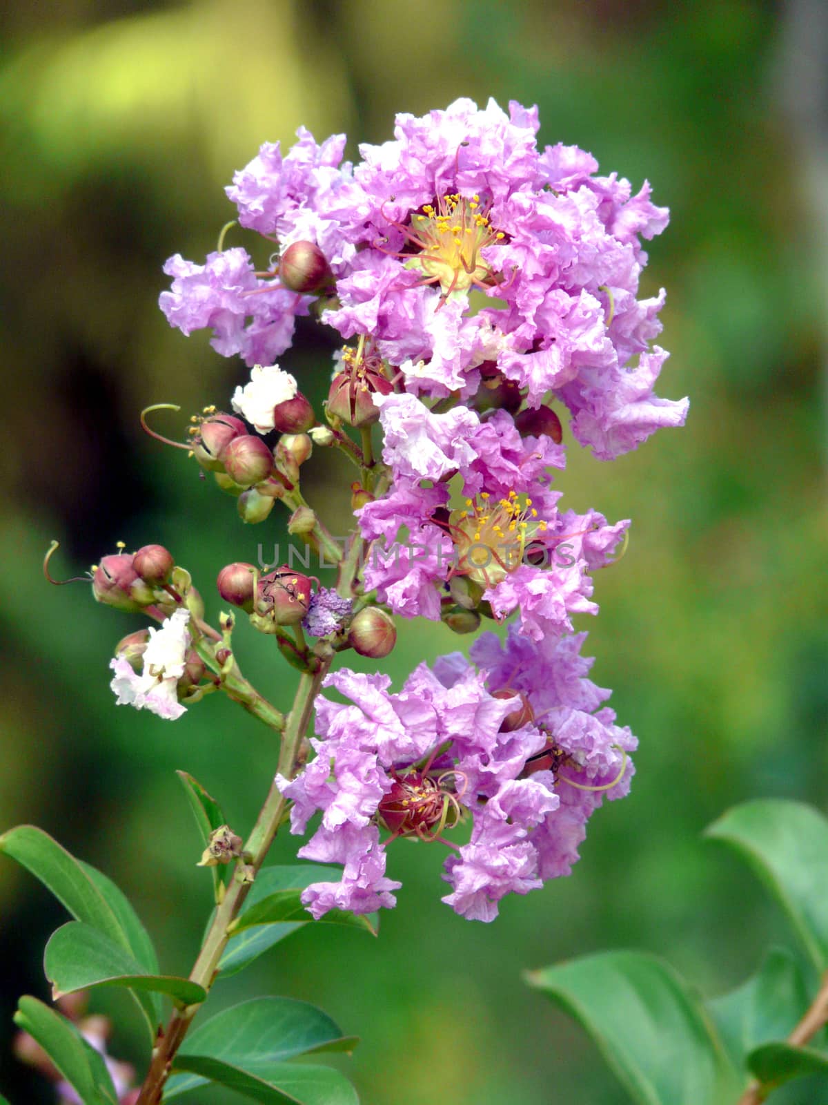 branch with buds and opened flowers gently purple