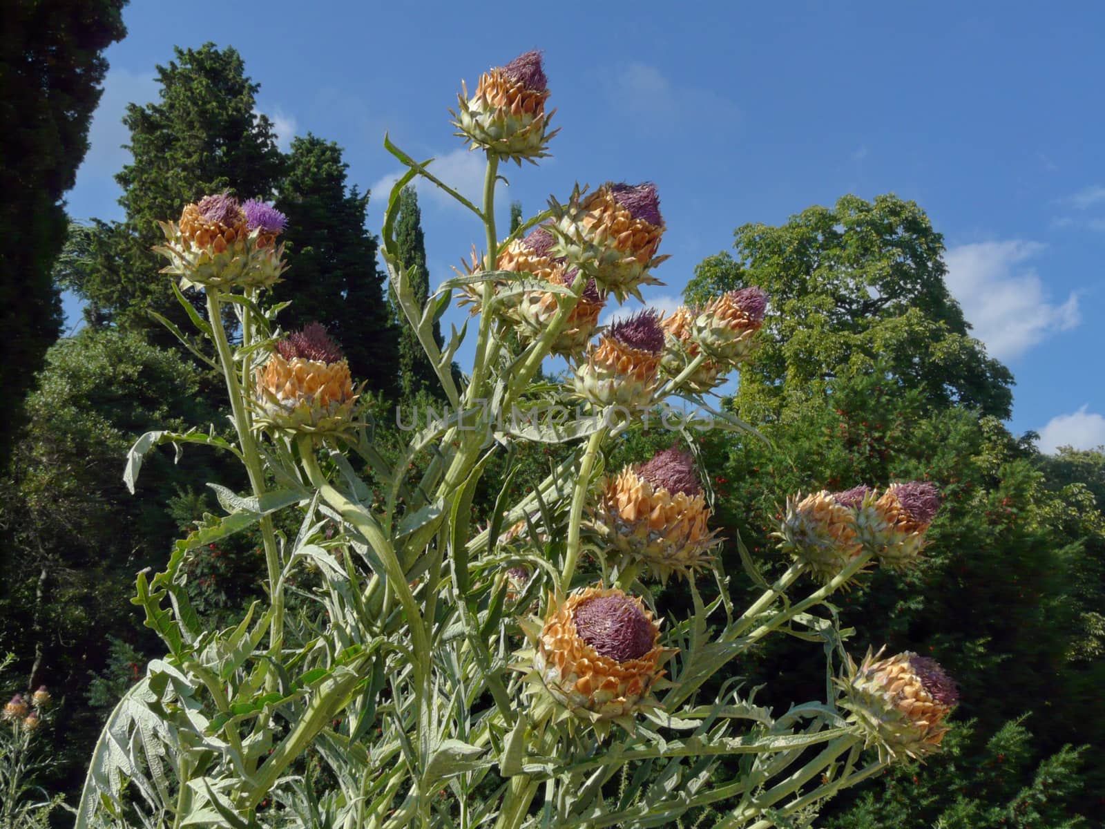 wild field prickly flower with purple buds against the background of green trees and blue sky