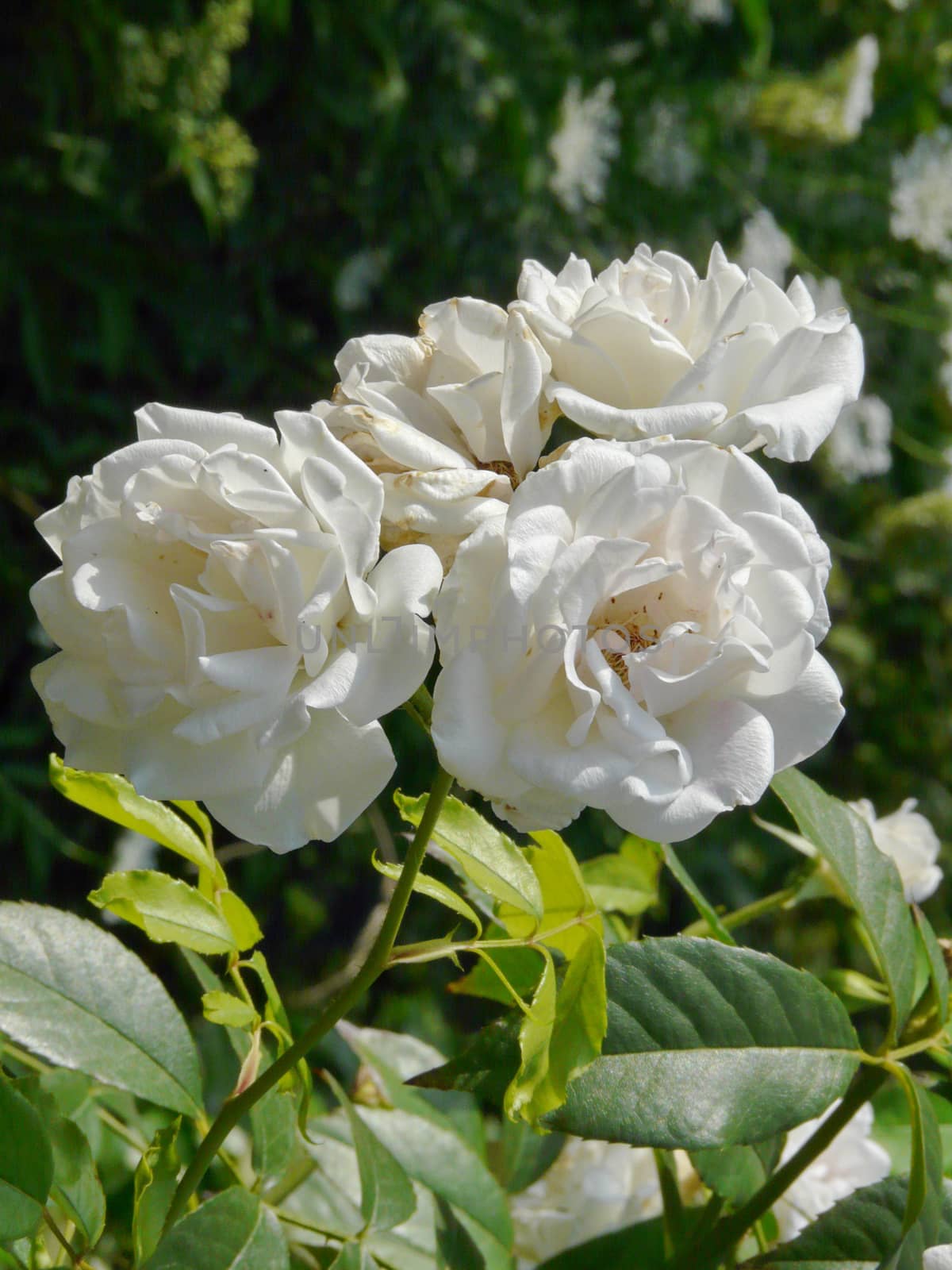 white luxurious roses with a delicate smell will be an ornament  by Adamchuk