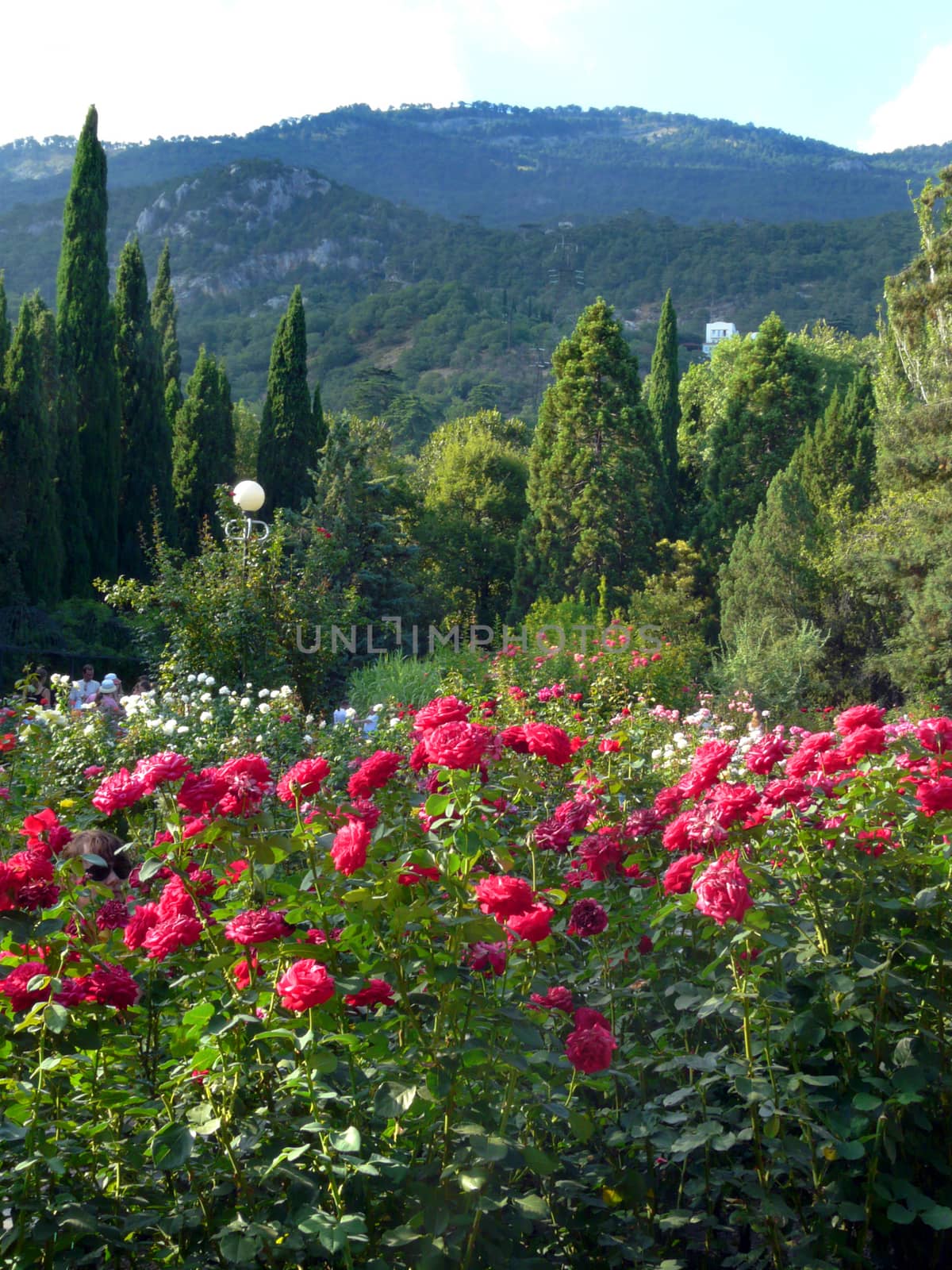 shrubs of red and pink roses in a botanical garden with coniferous bushes on the background of a high mountain