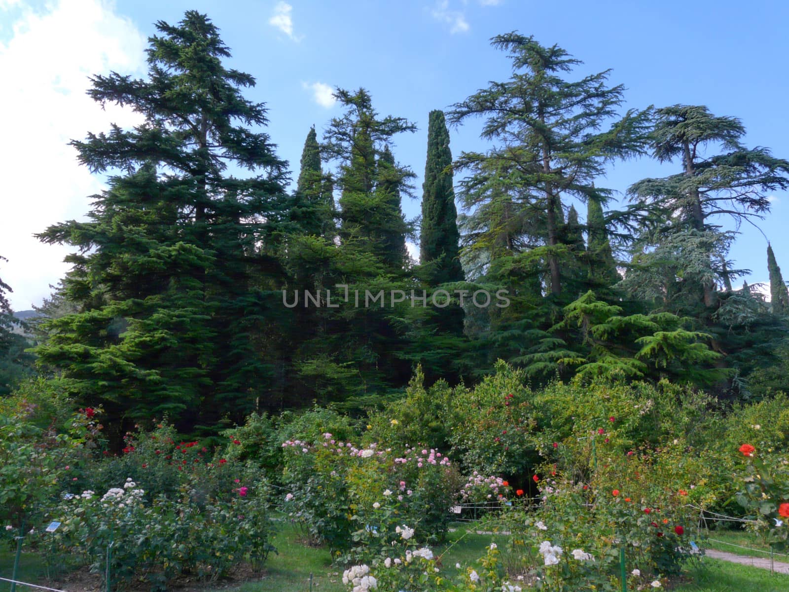 large flower beds with multi-colored roses on the background of  by Adamchuk