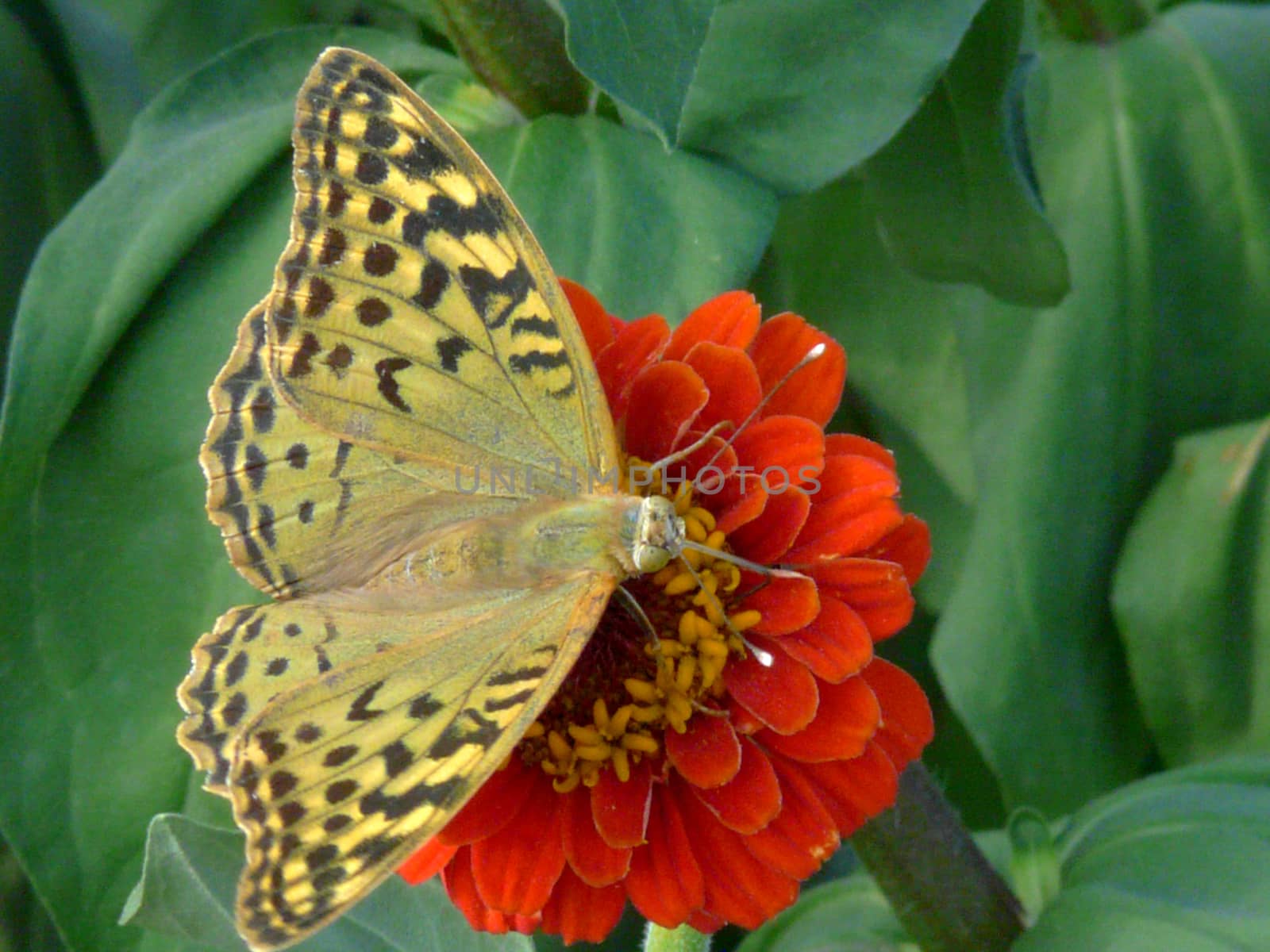 Butterfly of sand color on an orange flower