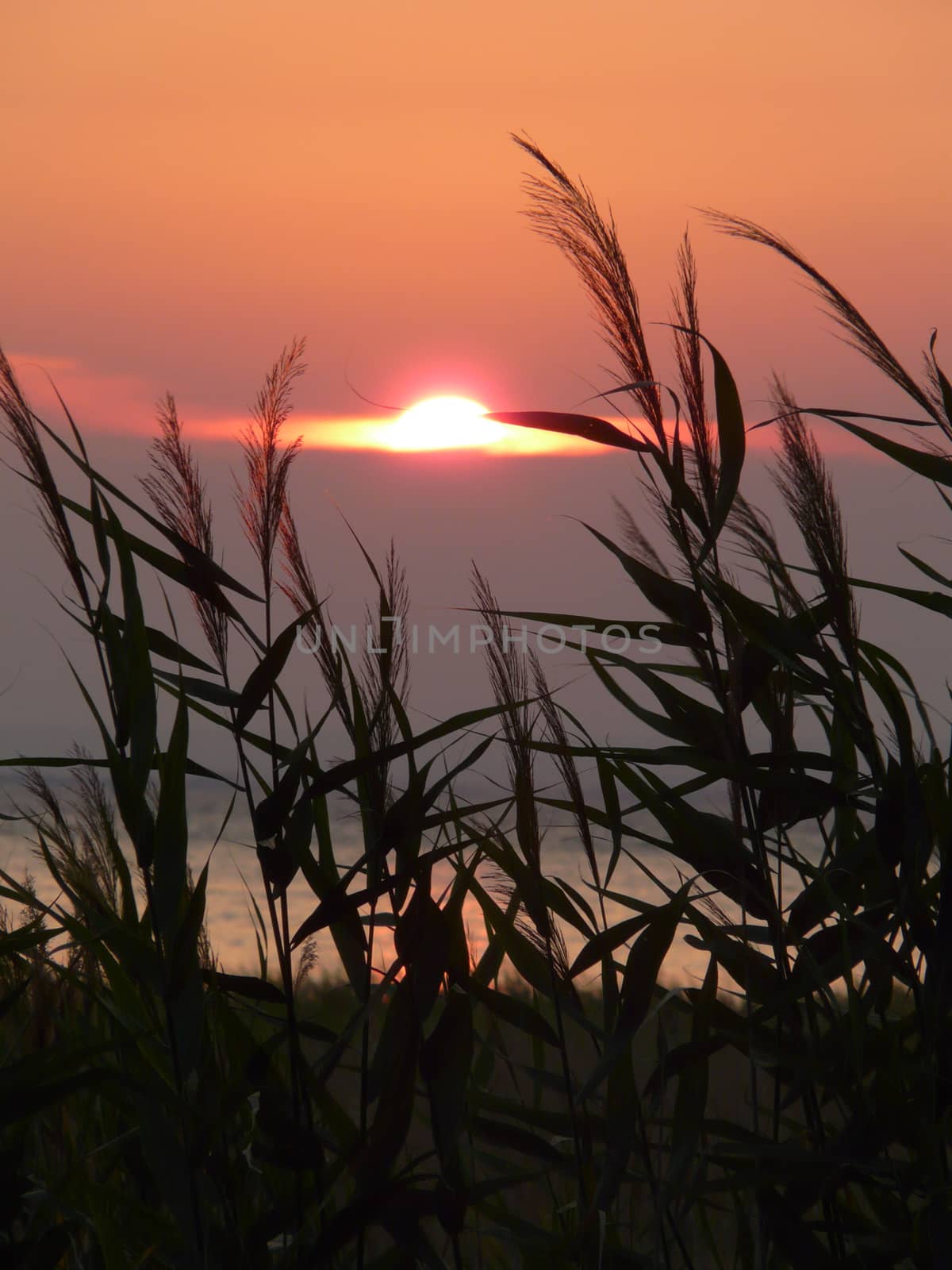 reeds in the background of a beautiful light purple sunset