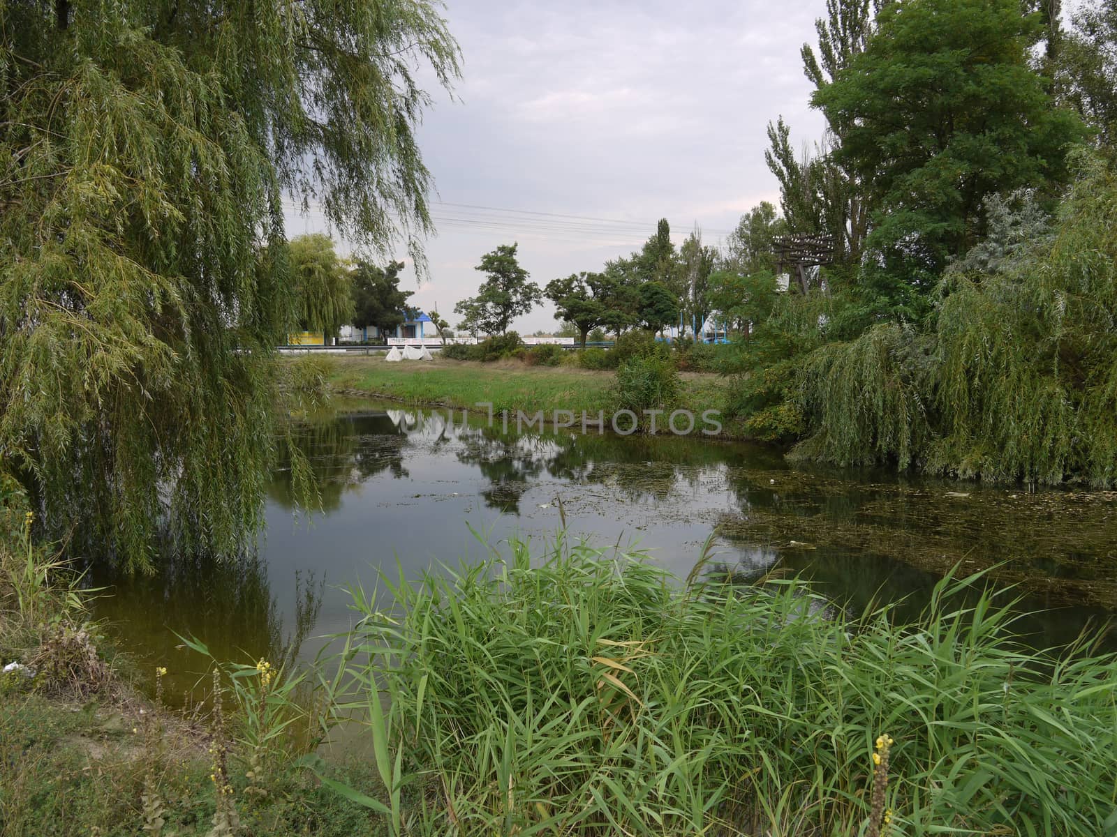 A small, dirty pond among green trees. He clearly needs to be cleaned