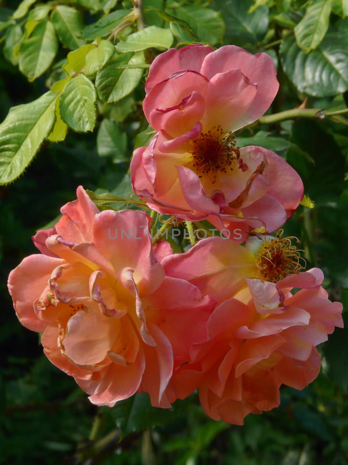 three budding flower roses of a gentle-peach color with fallen petals against the background of green leaves