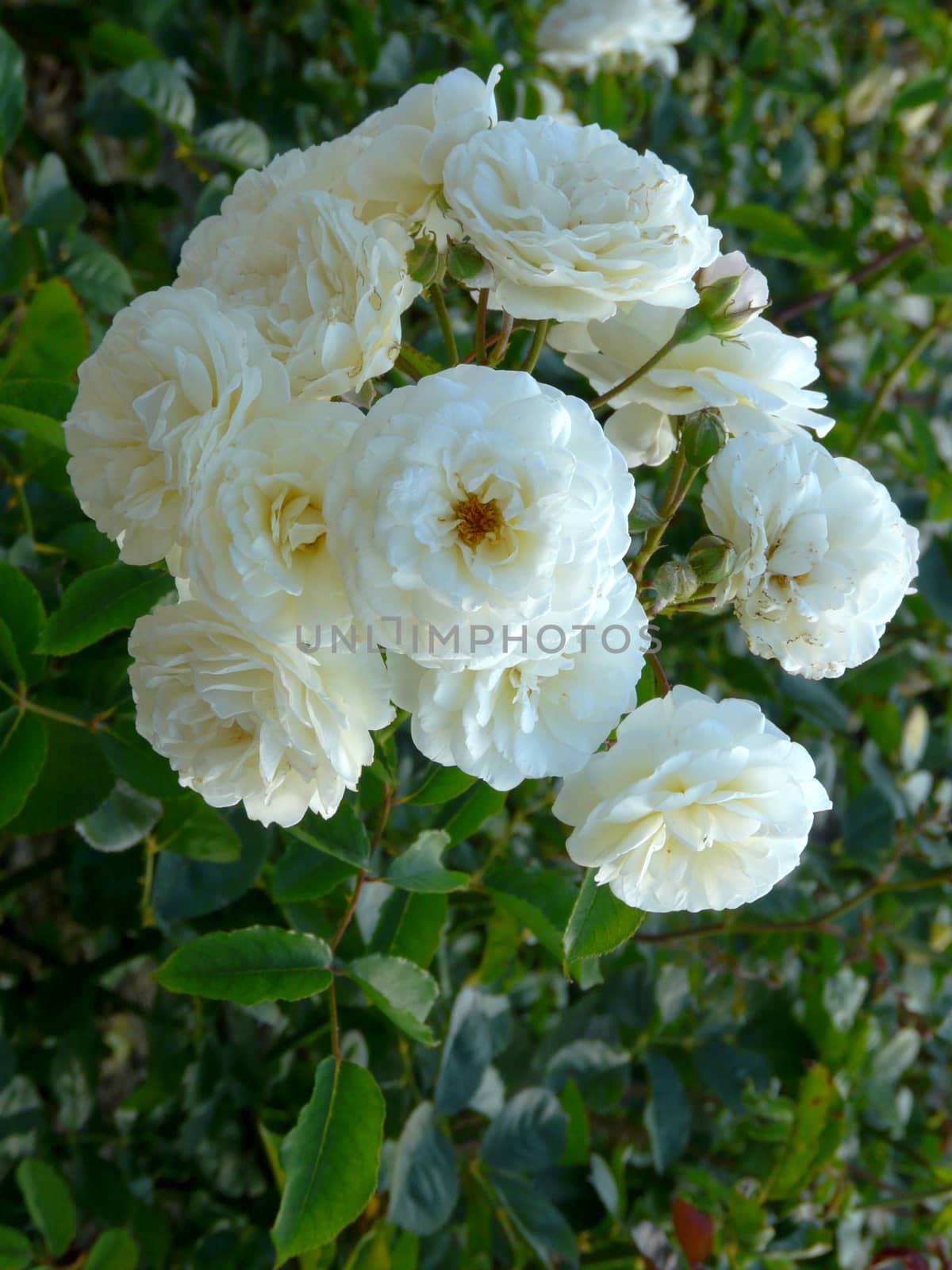 A magnificent bush of white roses with delicate petals on a thin stalk with thorns. One of the best gifts for a beloved woman.