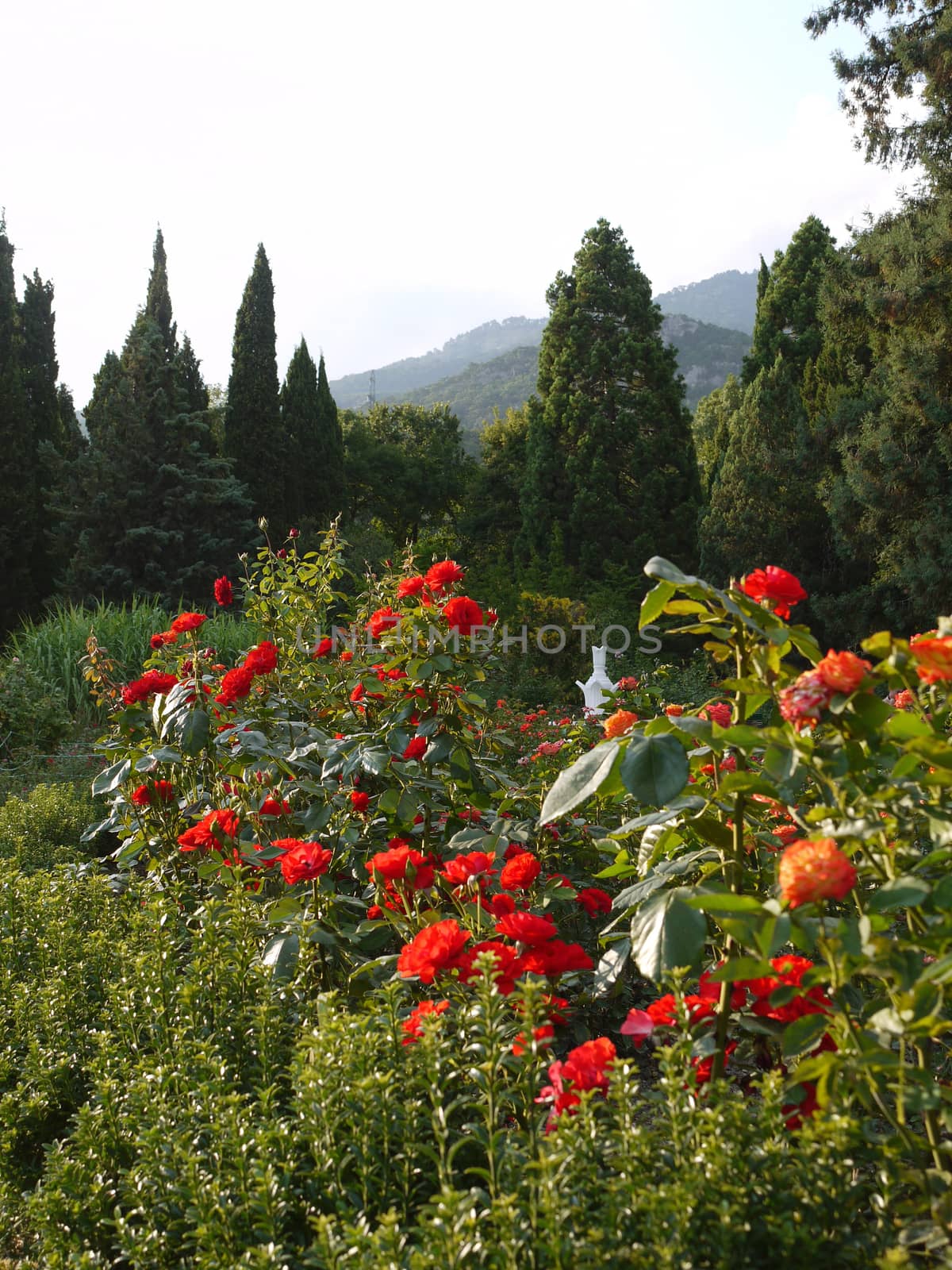 Shrubs with lush, red roses on tops against the background of coniferous trees
