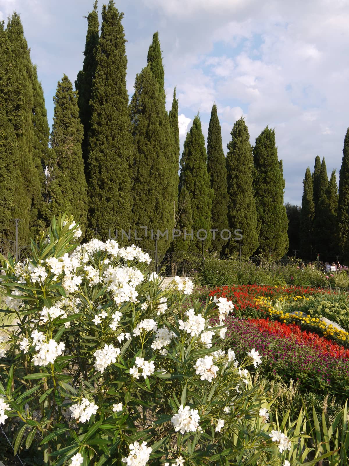 white flowers in the flowerbed against the backdrop of slender trees by Adamchuk
