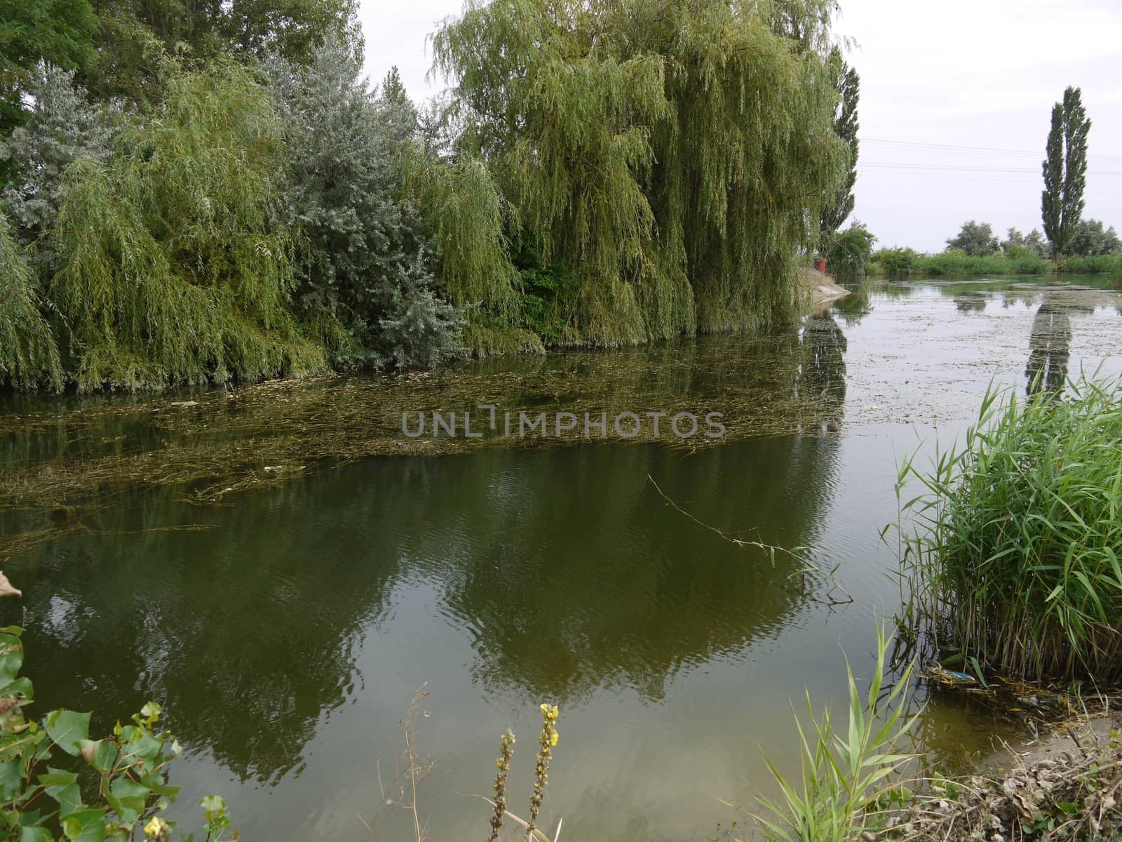 A small pond covered with grass, with bushes and willows growing near the shore, bent their long branches to the water.