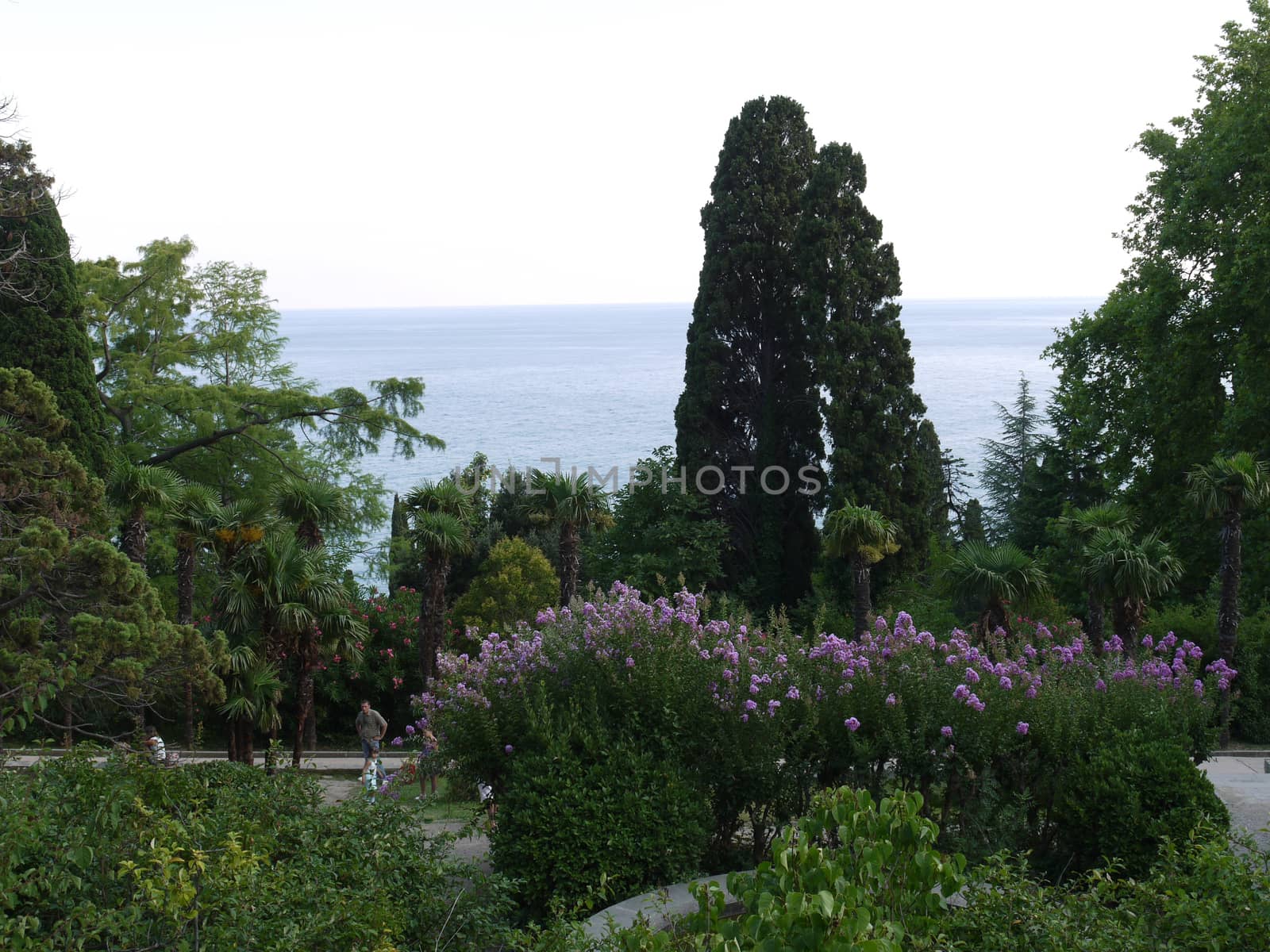 a park with plantations of flowering shrubs and ornamental trees on the seafront by Adamchuk