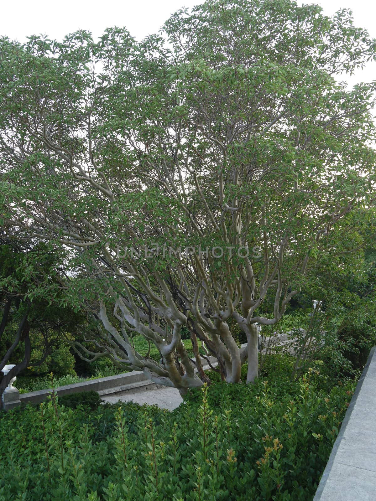 beautiful smooth-haired branch tree in a botanical garden near the alley
