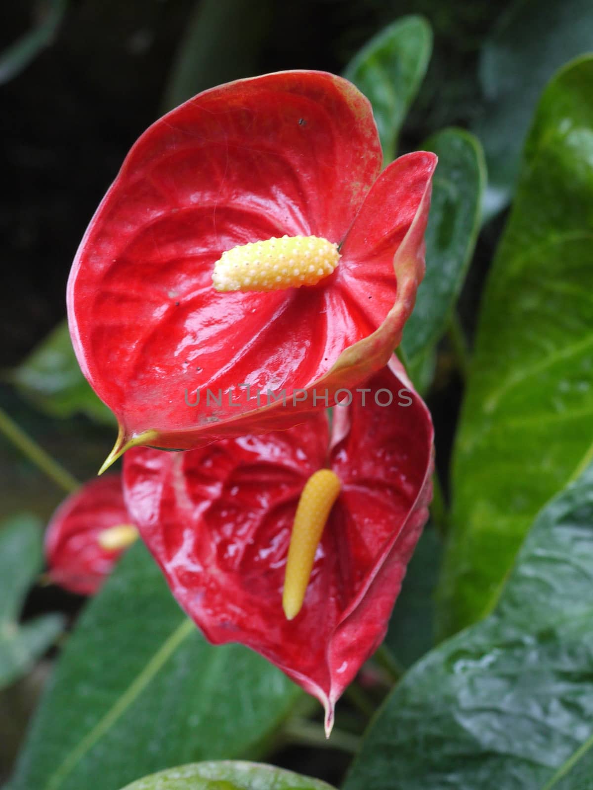 Very unusual interesting cup-shaped red flower petals. With a ye by Adamchuk