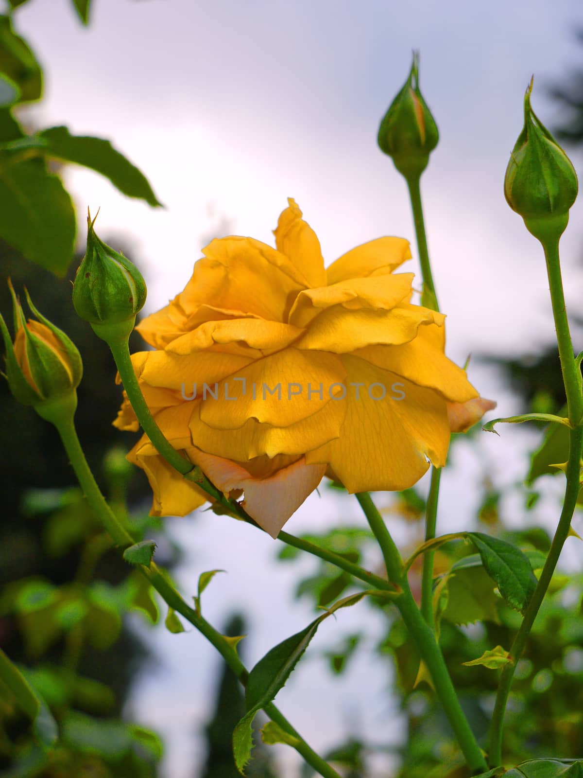 yellow delicate flower on a thin stem surrounded by unblown buds by Adamchuk