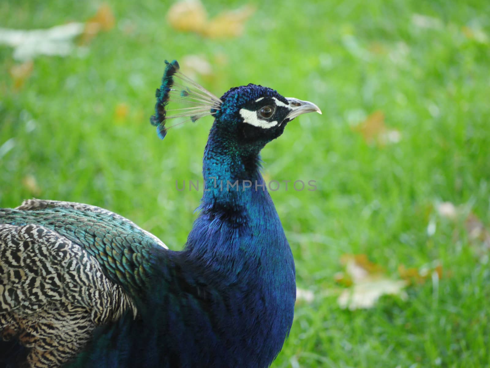 Handsome pheasant with a proud head and bristles sticking out on the crown. With beautiful feathers casting blue.