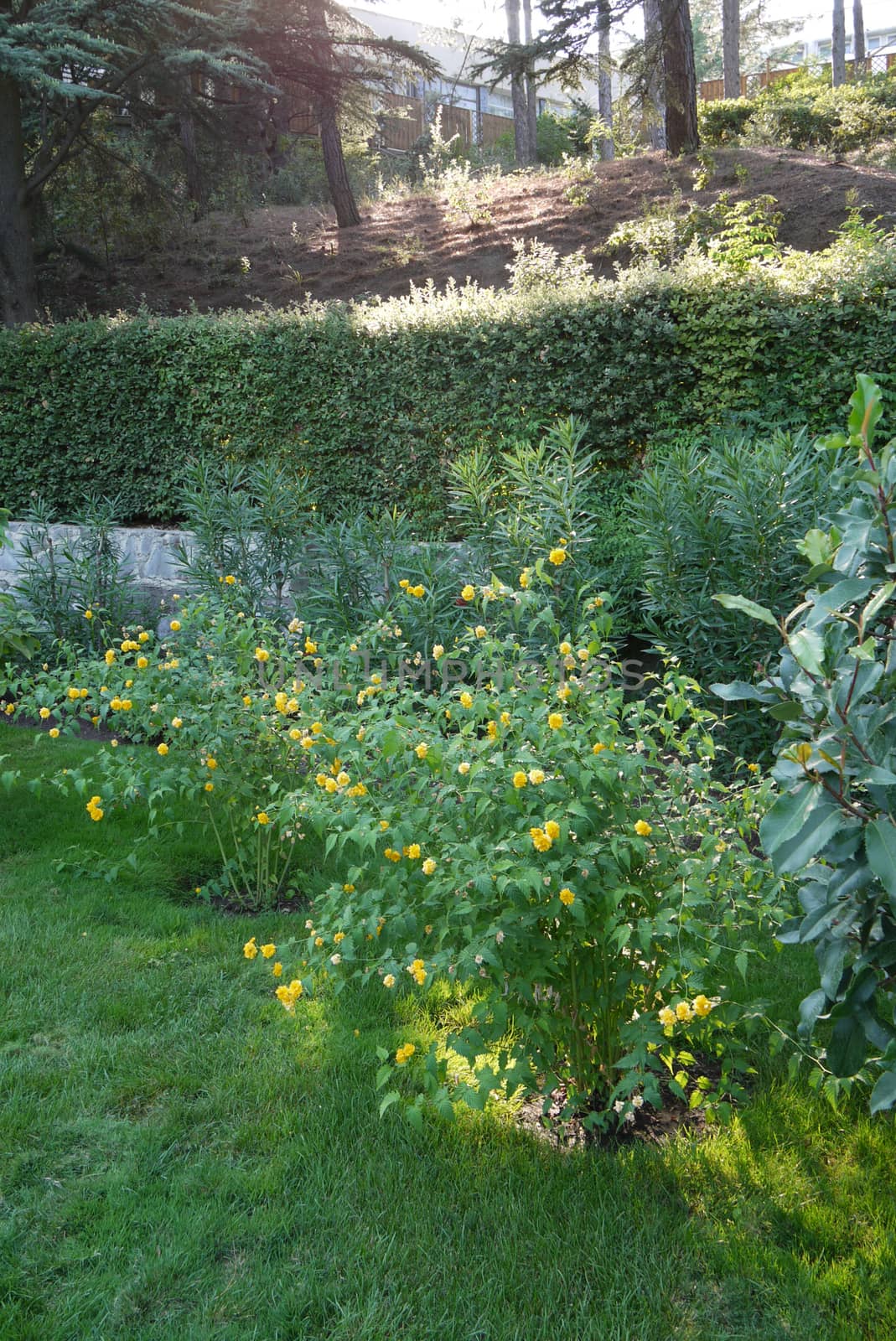 Beautiful yellow flowers with tall thin stems growing on green grass in a park in the shade of trees.