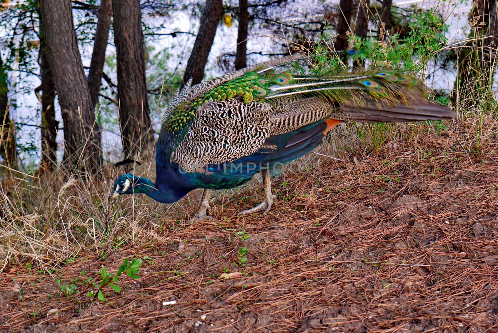 with peacocks painted as if painted with paint, looking for food in the track