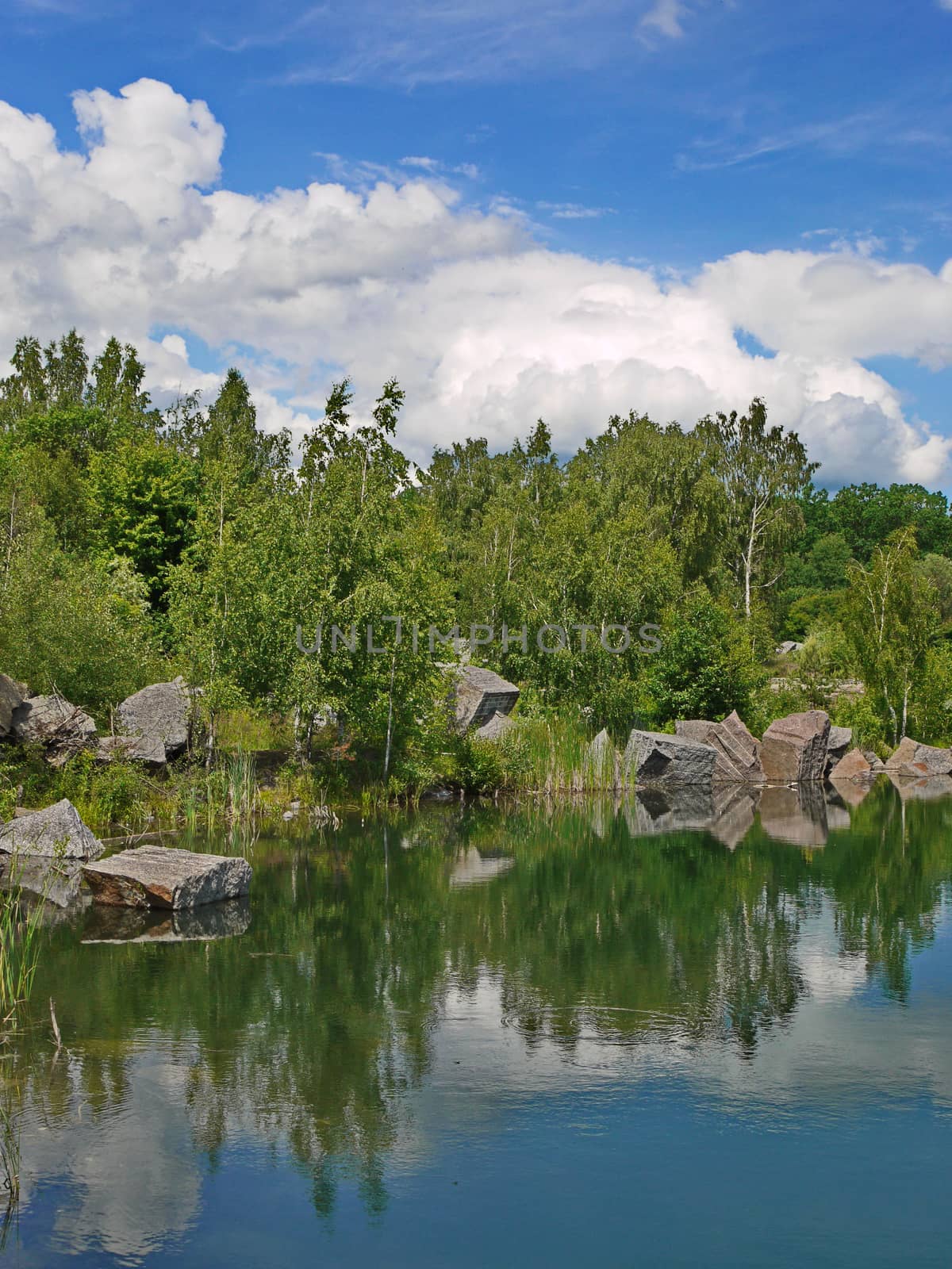 birch on a rocky shore of a lake under white fluffy clouds in the sky