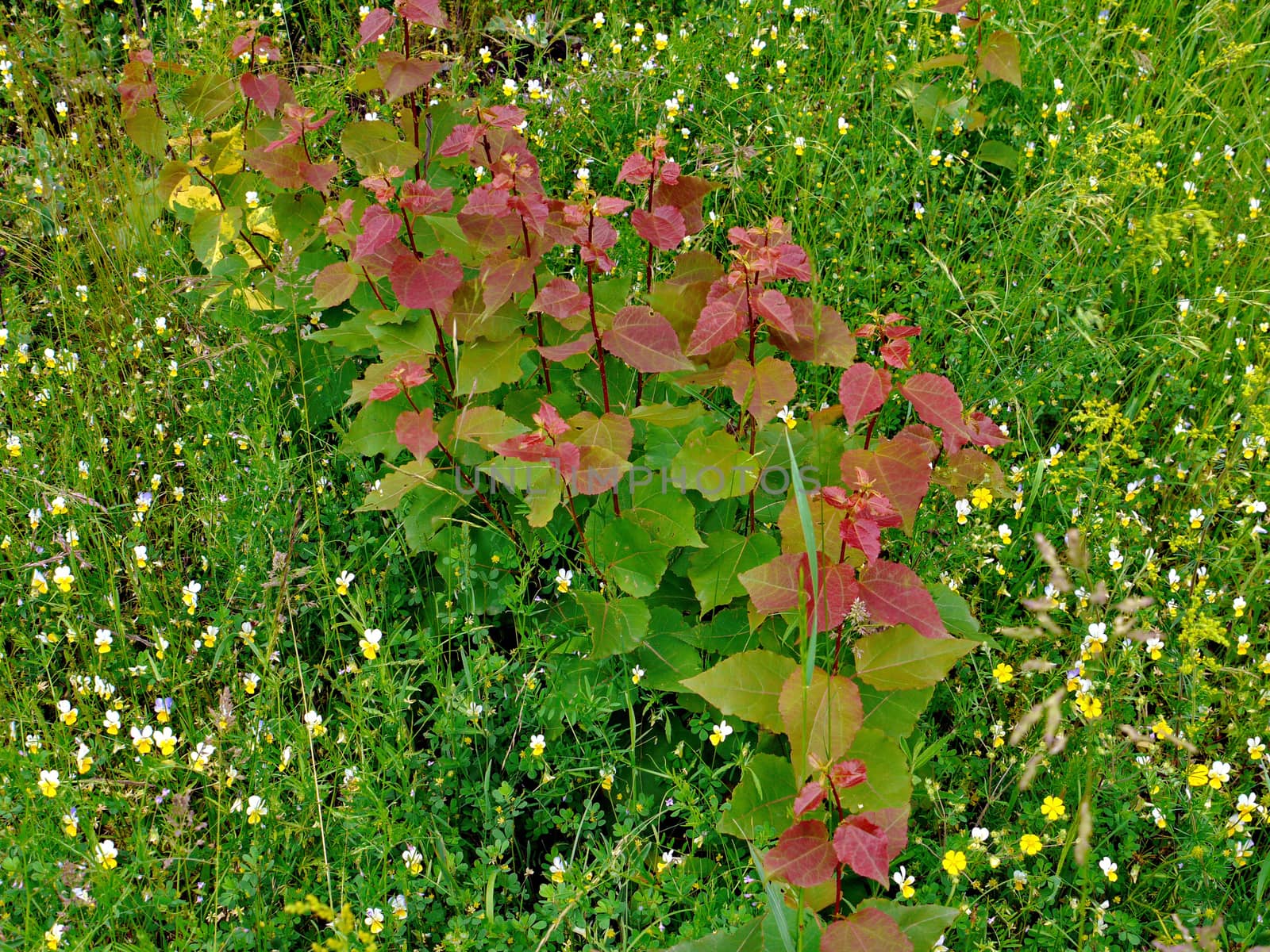 a row of seedlings of young birch trees with reddish leaves between field brothers