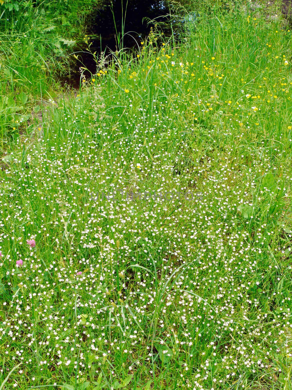 Small white and yellow petals of flowers on a background of green grass
