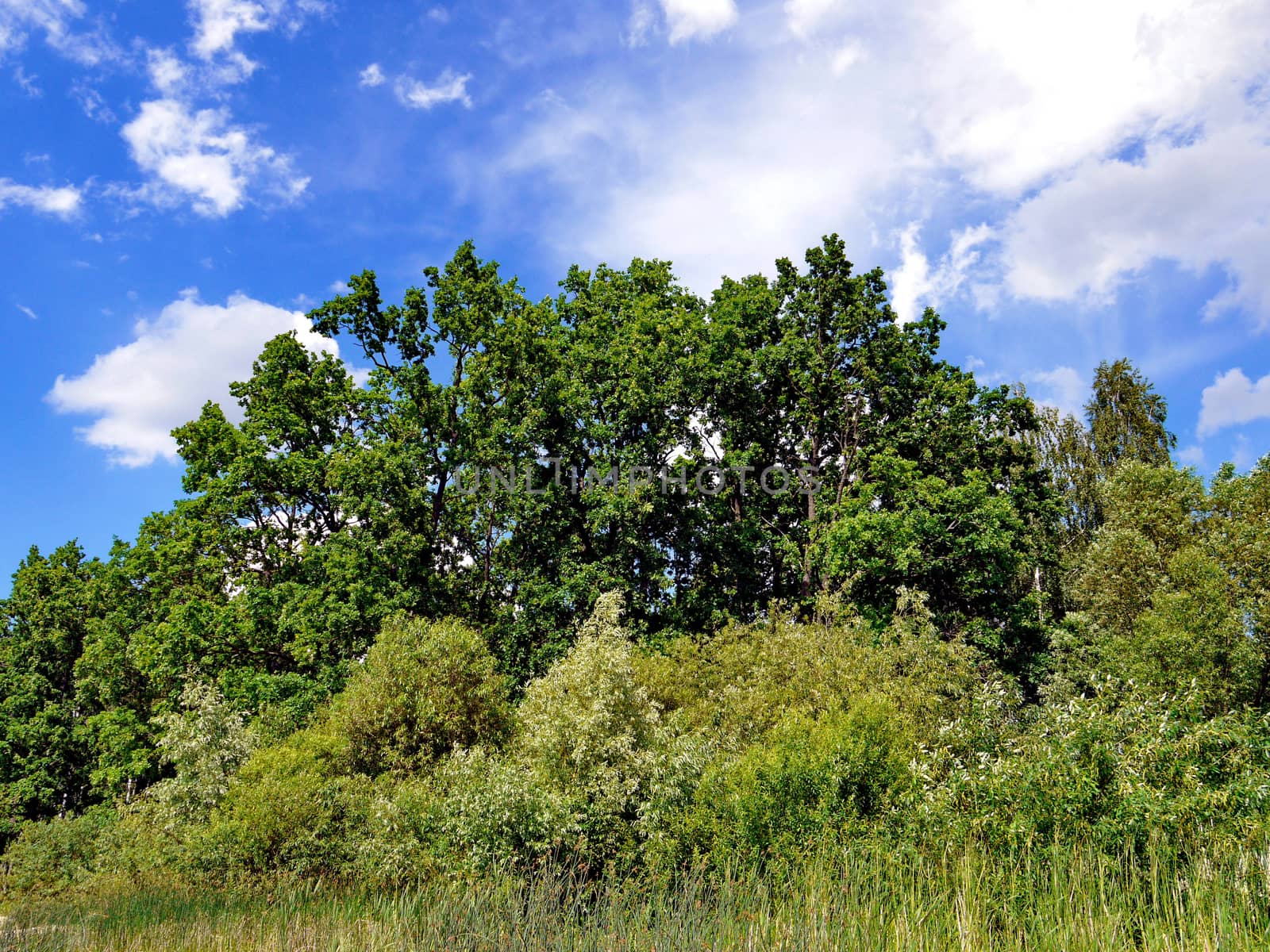 high green oaks under a blue sky with white, blurred clouds