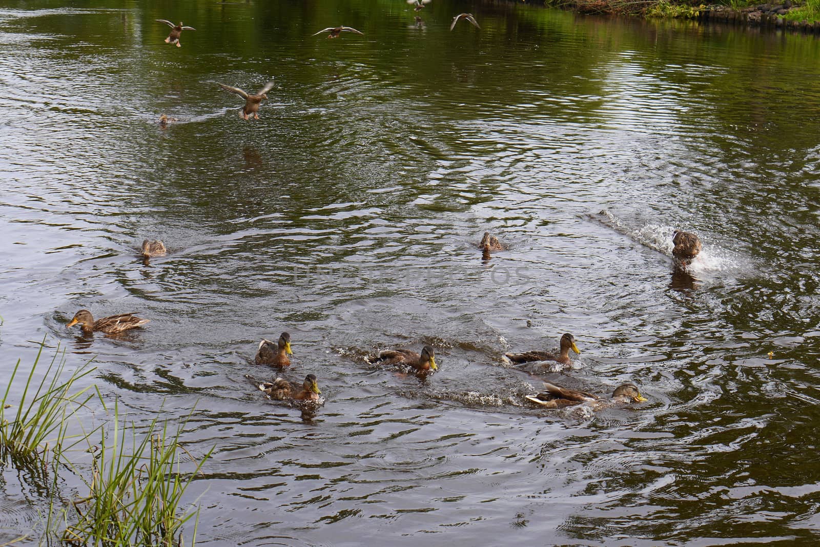 A flock of wild ducks sits in flight on the lake and covers the surface of the water with ripples