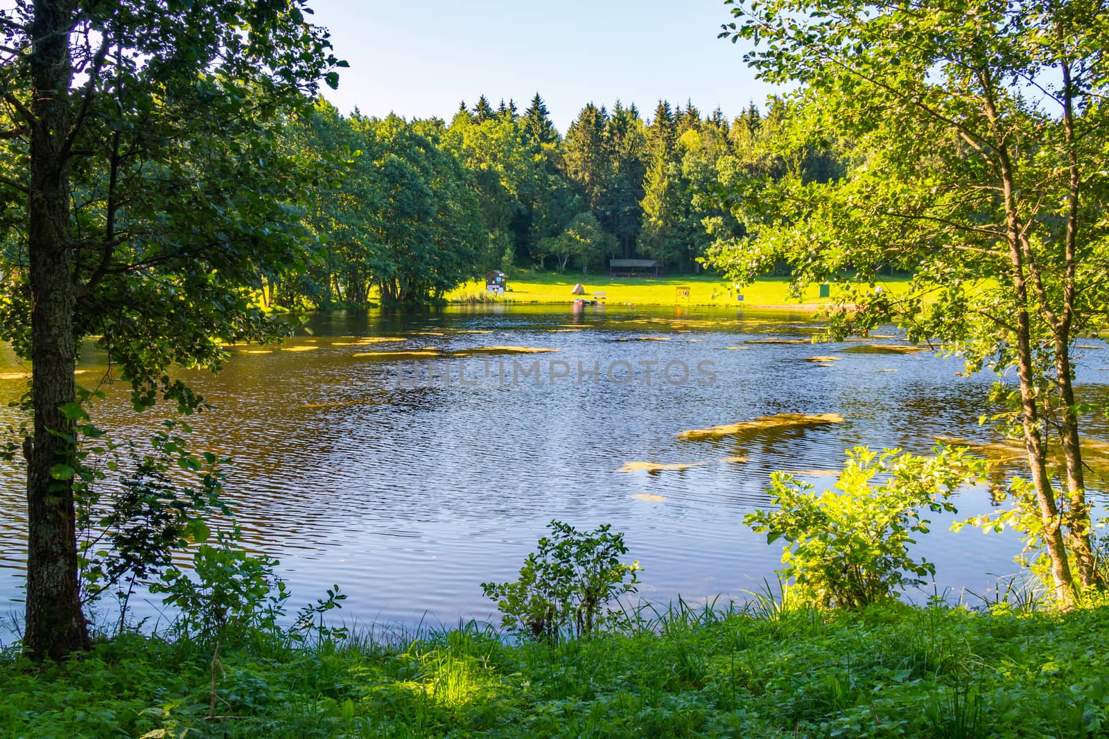 A beautiful glade with green grass in the shade of trees on the shore of a picturesque pond. A great place to relax or picnic.