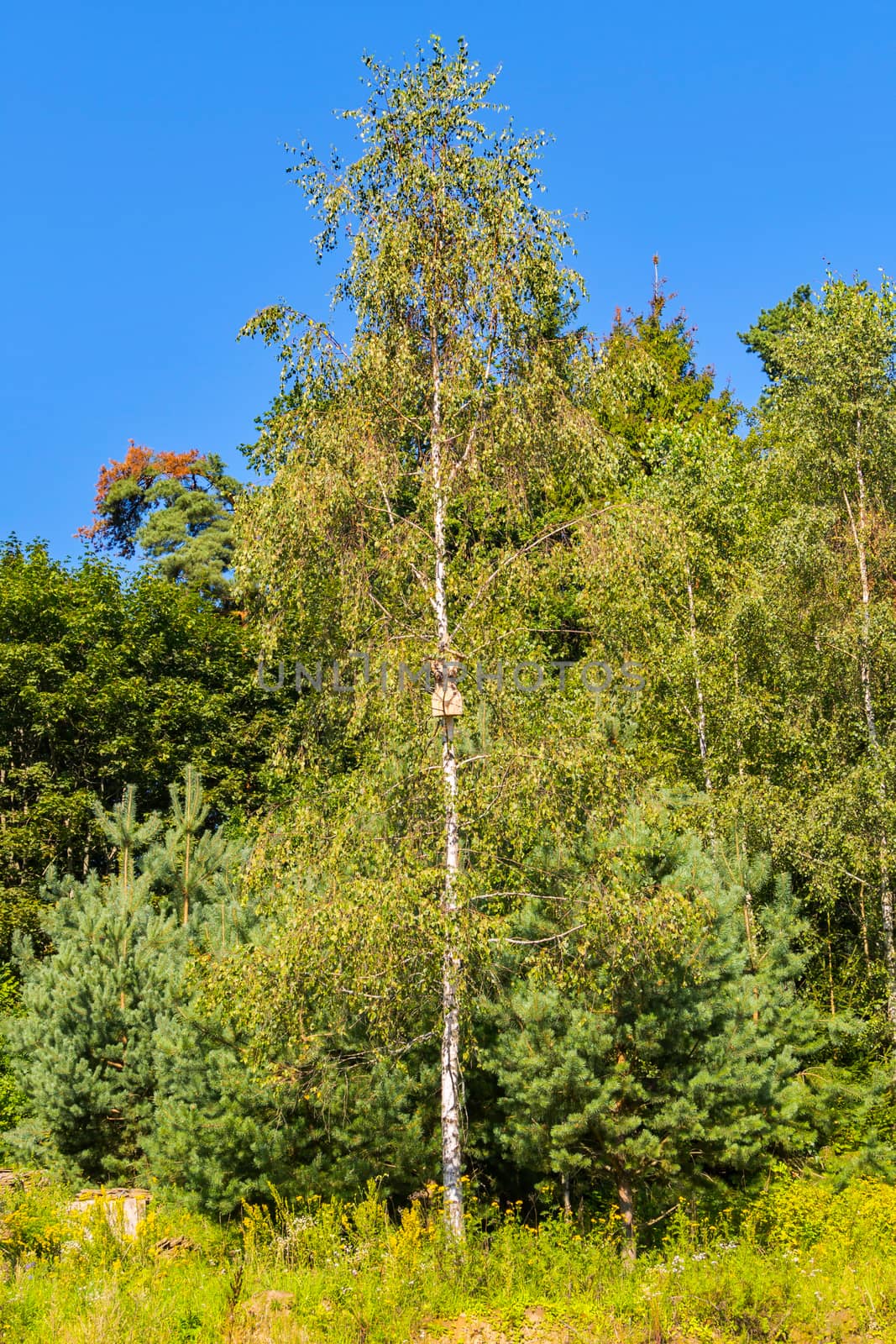 Young green birch beside the little son of a young blue against the background of a clear blue sky by Adamchuk