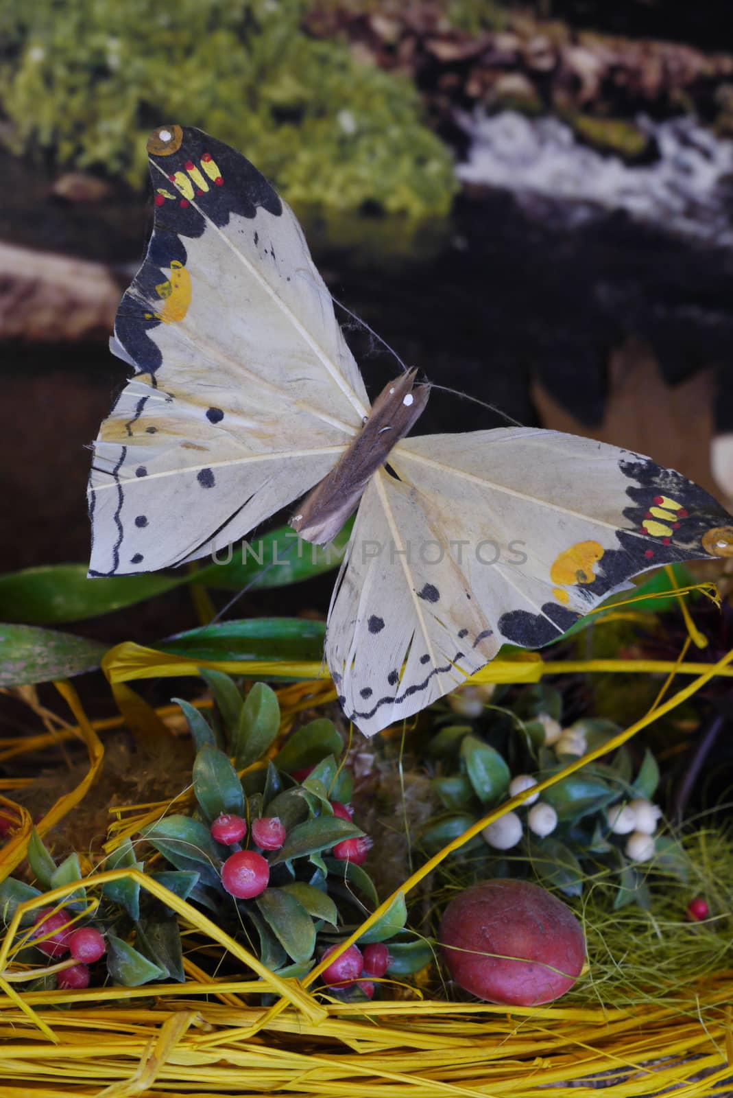 Moth with white wings with black tips against the background of mushrooms and berries