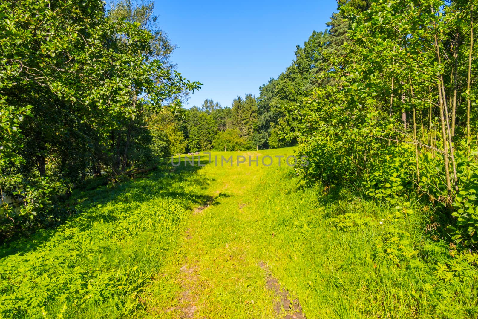 A forest trail leading to a large spacious glade against the background of tall deciduous trees
