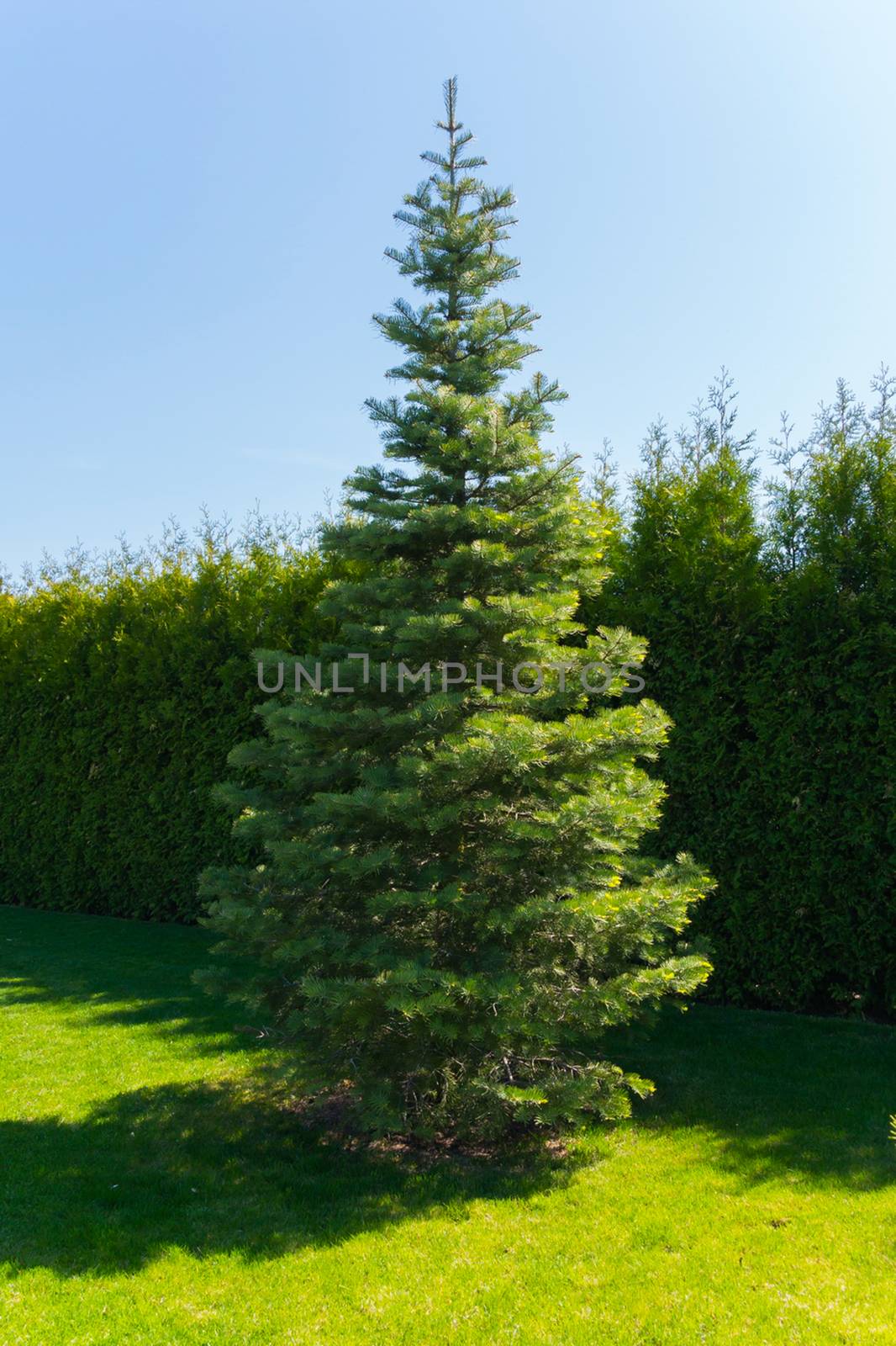 Green slender Christmas tree in the park on a soft carpet of grass against a clear blue sky.