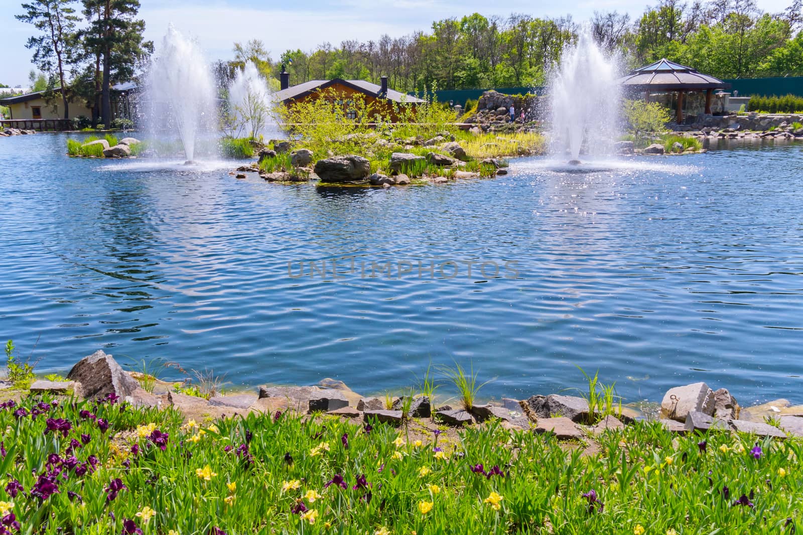 A cheerful landscape of a summer day with gentle bright colors growing on the bank of a pond in the park against the backdrop of fountains with clear water.