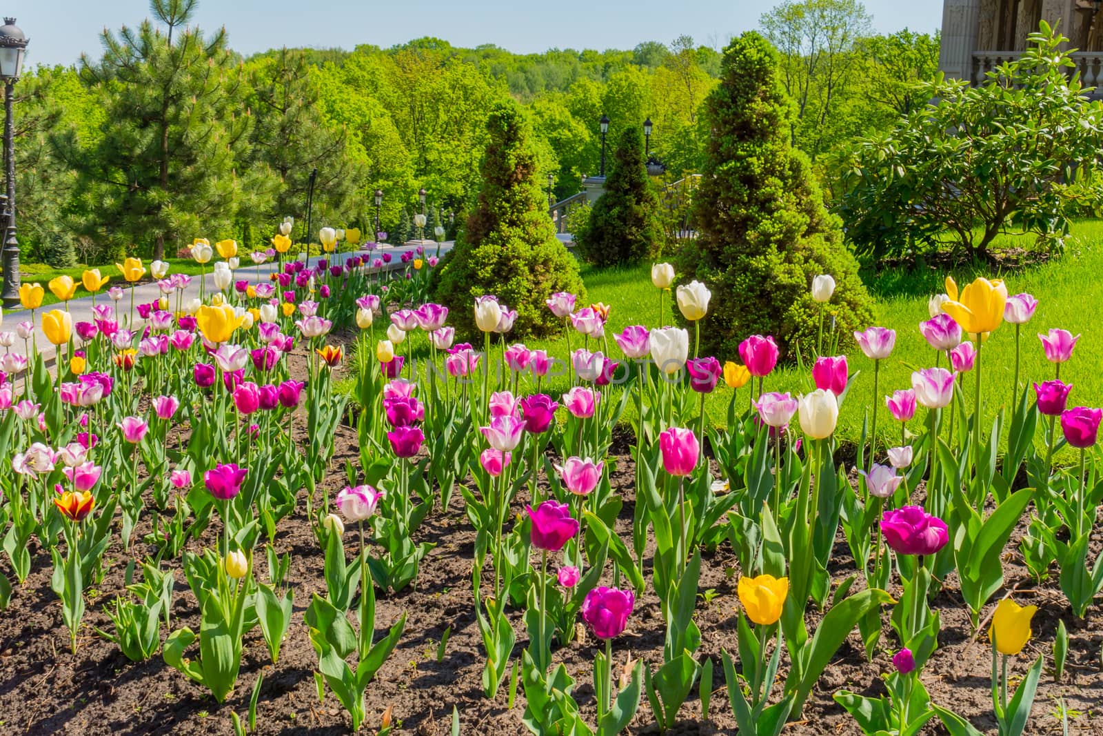 Orange, pink and raspberry blooming tulips. In the background ar by Adamchuk