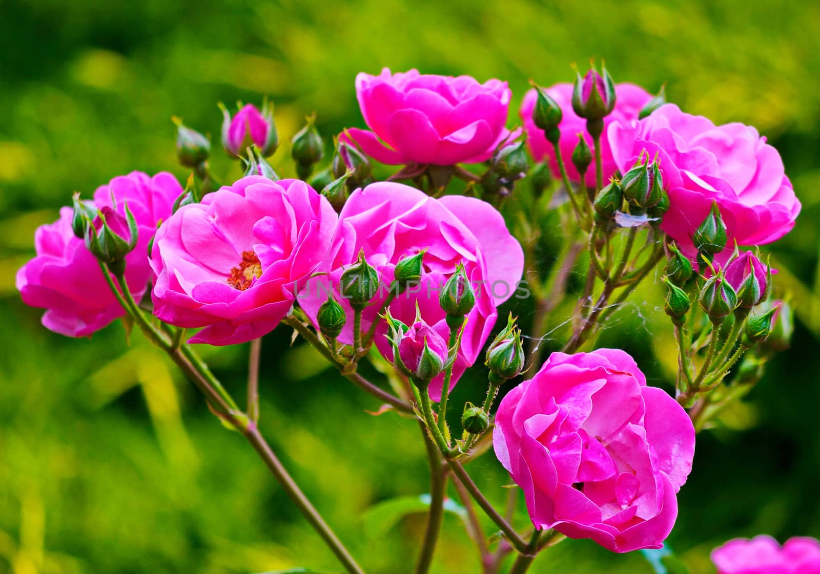 Beautiful lush pink flowers with an orange heart on a background of green vegetation